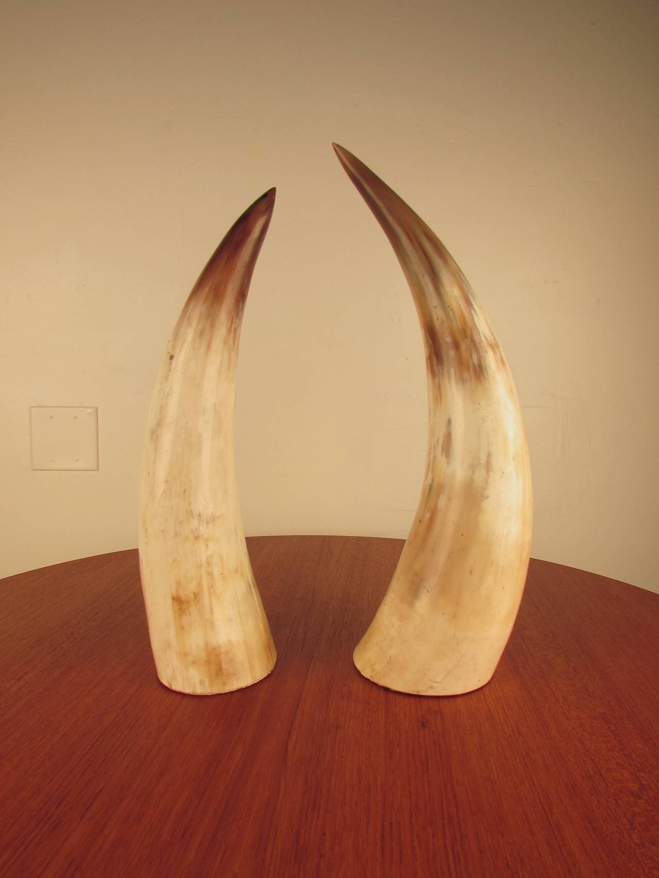 Captivating Pair of Large Natural Horns 1