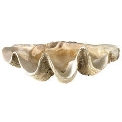Antique Giant Natural Clam Shell