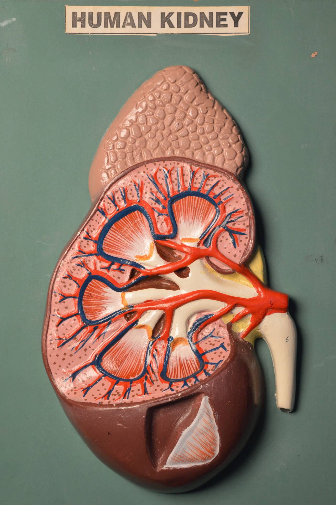 A circa 1970 British wall plaque diagraming the human kidney. The kidney is hand painted and numbered to correspond to the key card on the lower right.
The text is printed on paper.