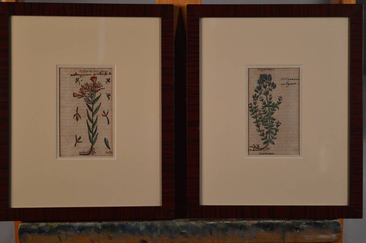 Two late 17th- early 18th century French hand colored engravings of herbs with hand written notations.
