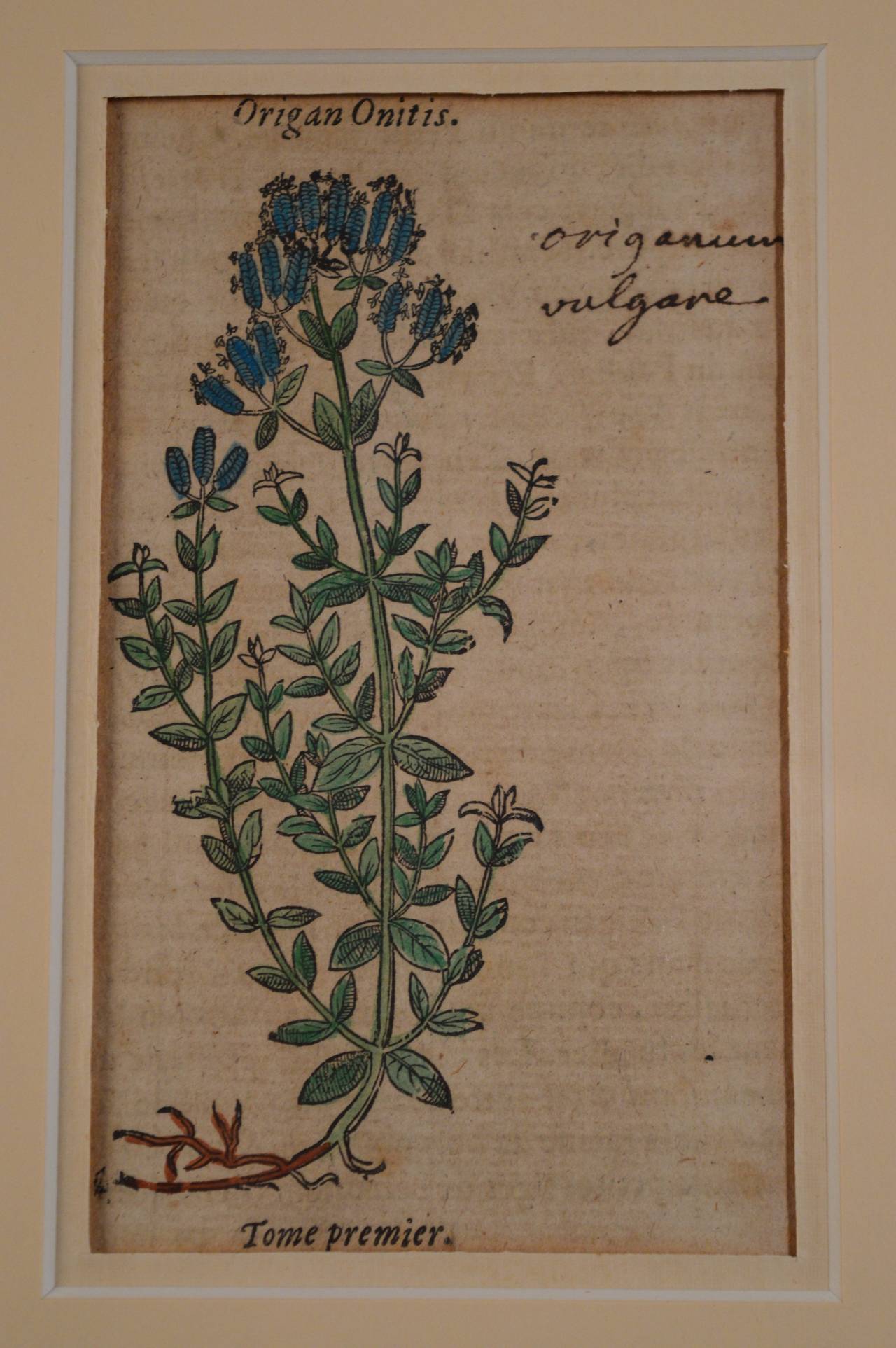 Two 17th Century Engravings of Herbs In Good Condition In Antwerp, BE