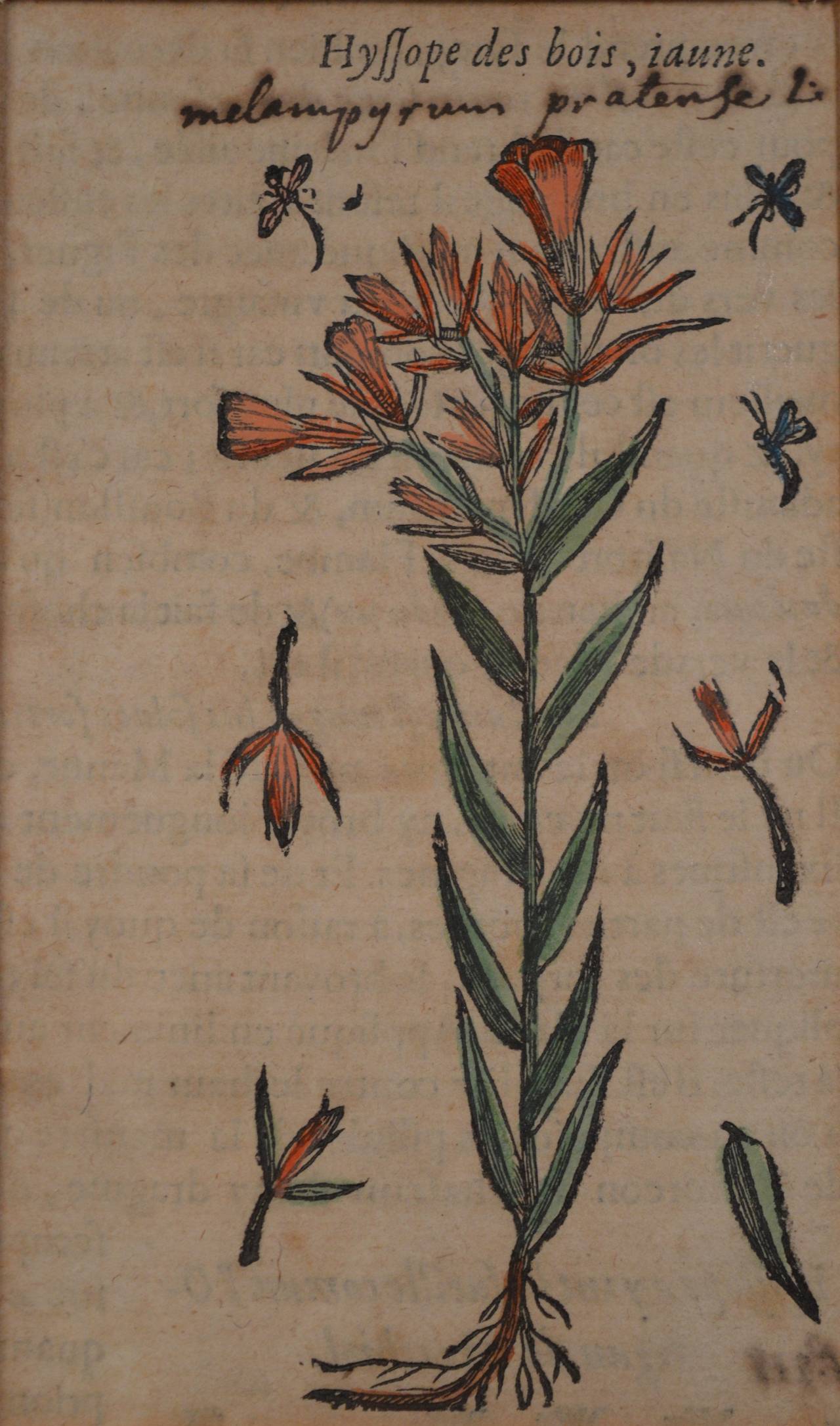 Two 17th Century Engravings of Herbs 1