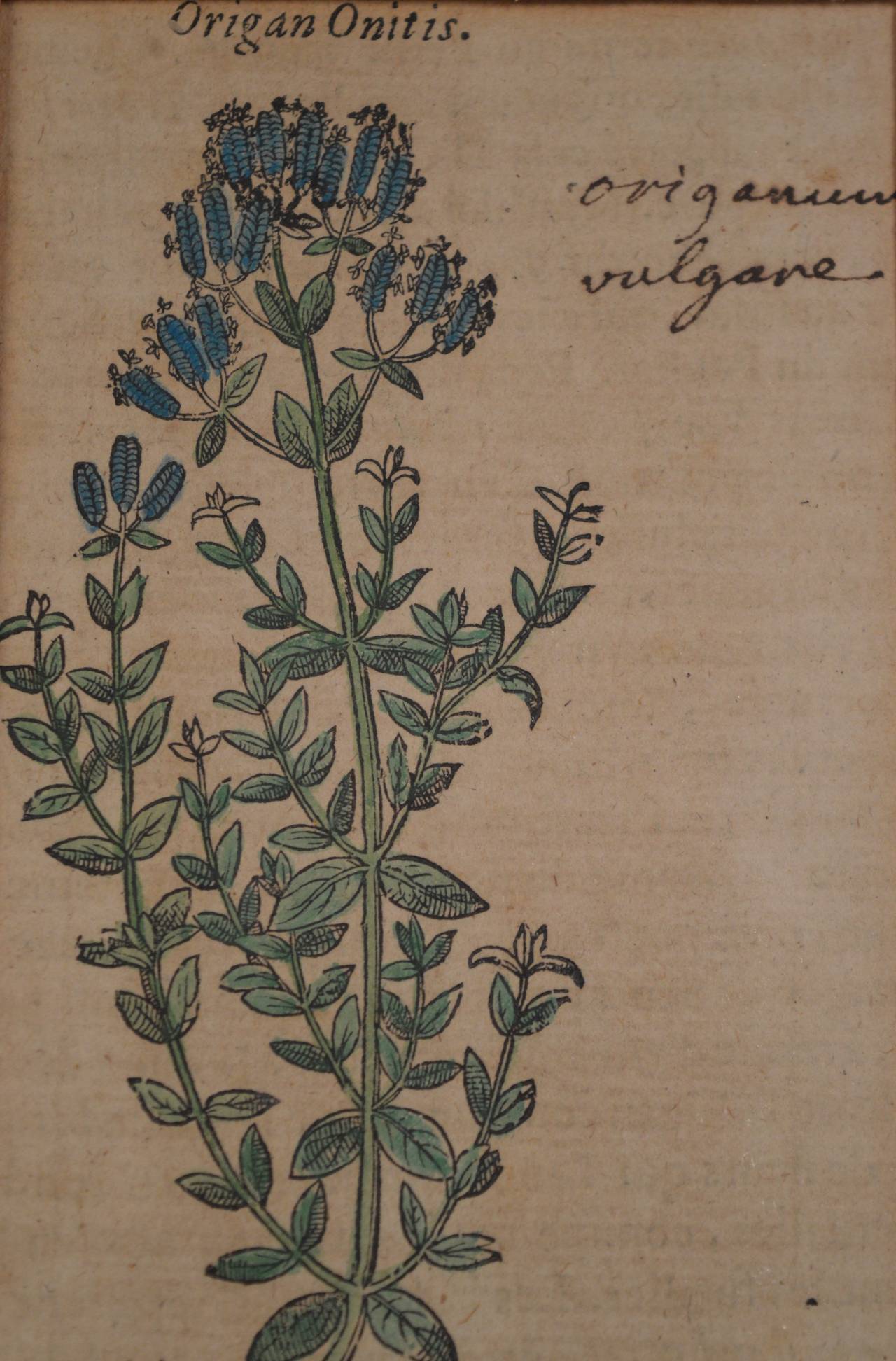 Two 17th Century Engravings of Herbs 2