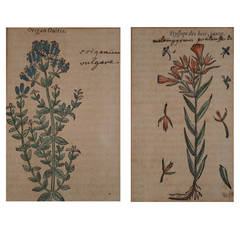 Two 17th Century Engravings of Herbs