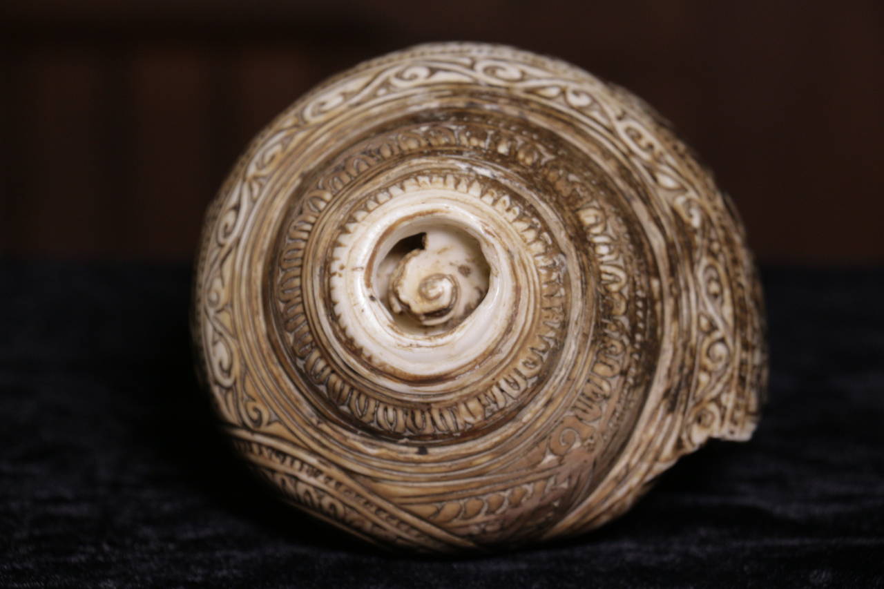 18th Century and Earlier 11th Century Carved Conch Shell For Sale