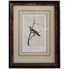 Audubon Texan Turtle Dove Print