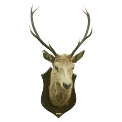 Antique Taxidermy Stags Head