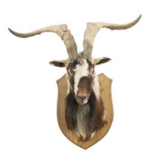 Mountain Goat Head on Oak Shield