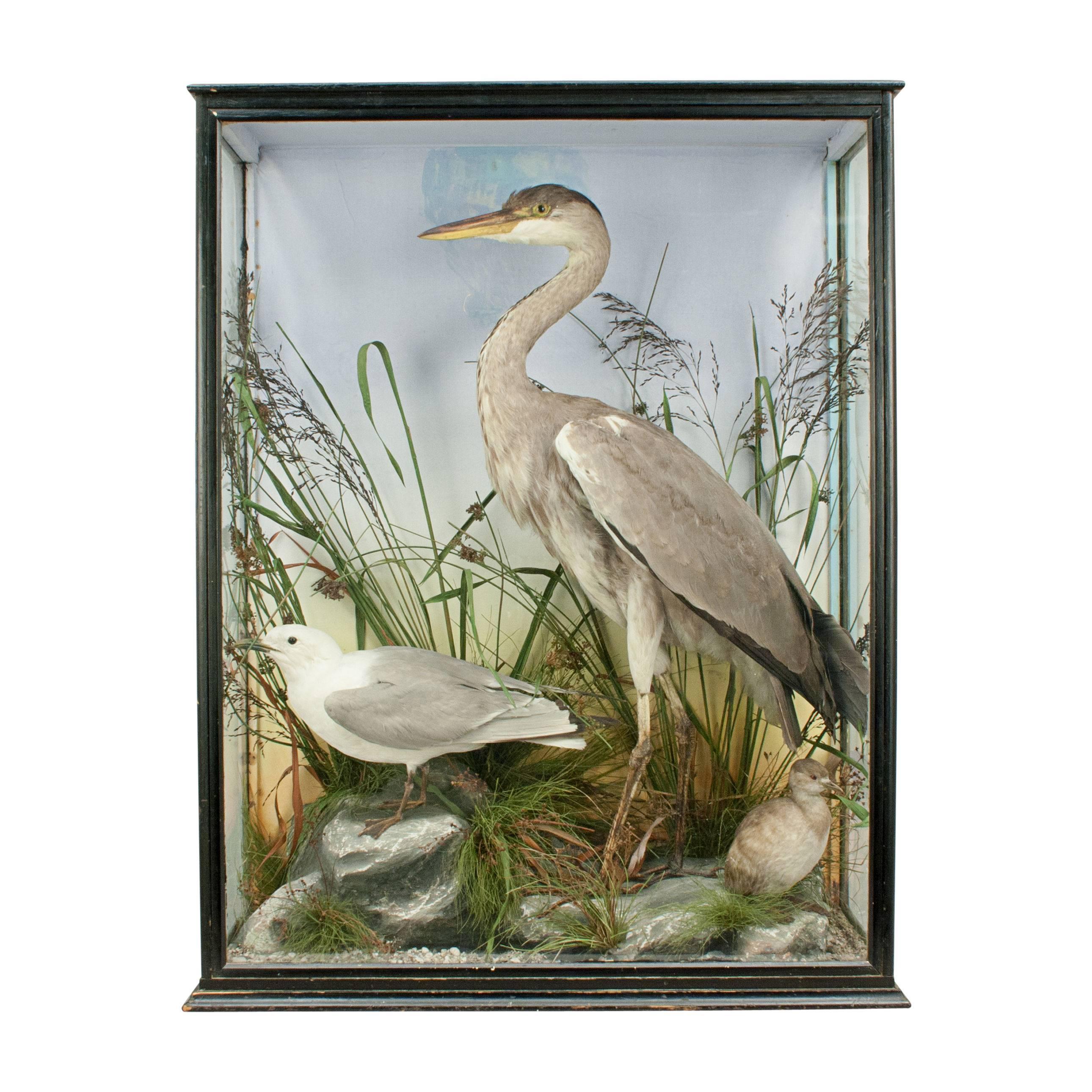 Taxidermy Heron and Gull