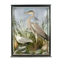 Taxidermy Heron and Gull