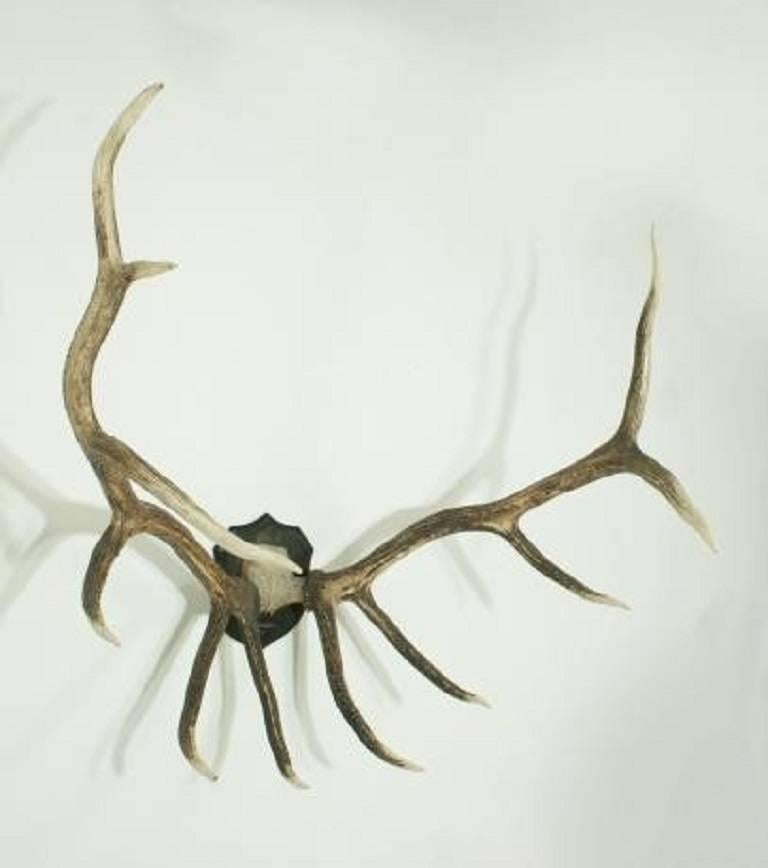 A pair of large 11 point Wapiti antlers attached to the scull plate and mounted onto a wooden backboard. The board inscribed 