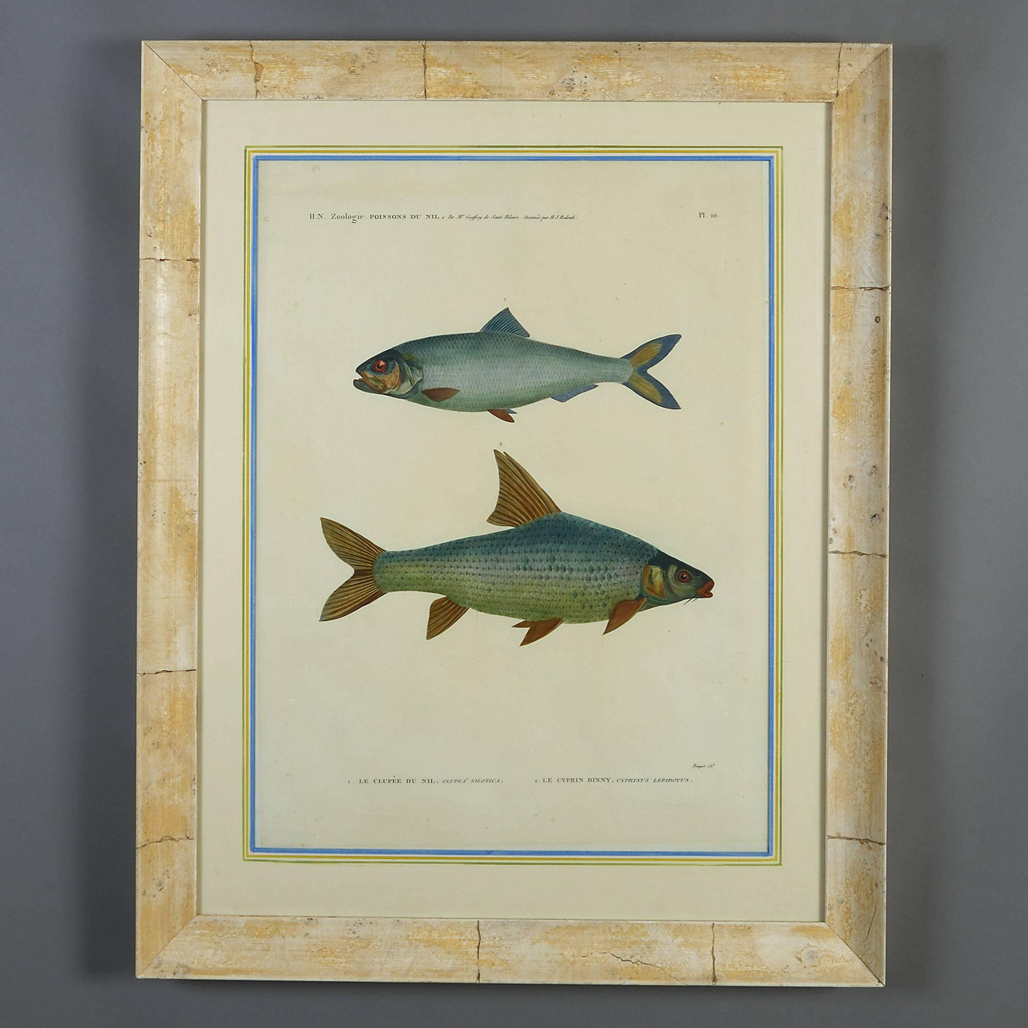 Dimensions refer to size of frame. 

A pair of early 19th century hand-coloured engravings of fish from Napoleon's survey of nature in Egypt in 1812. 

Each inscribed with the names of the species.