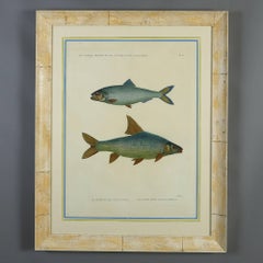 Pair of Hand-Coloured Engravings of Fish from H.N. Zoologie Poissons
