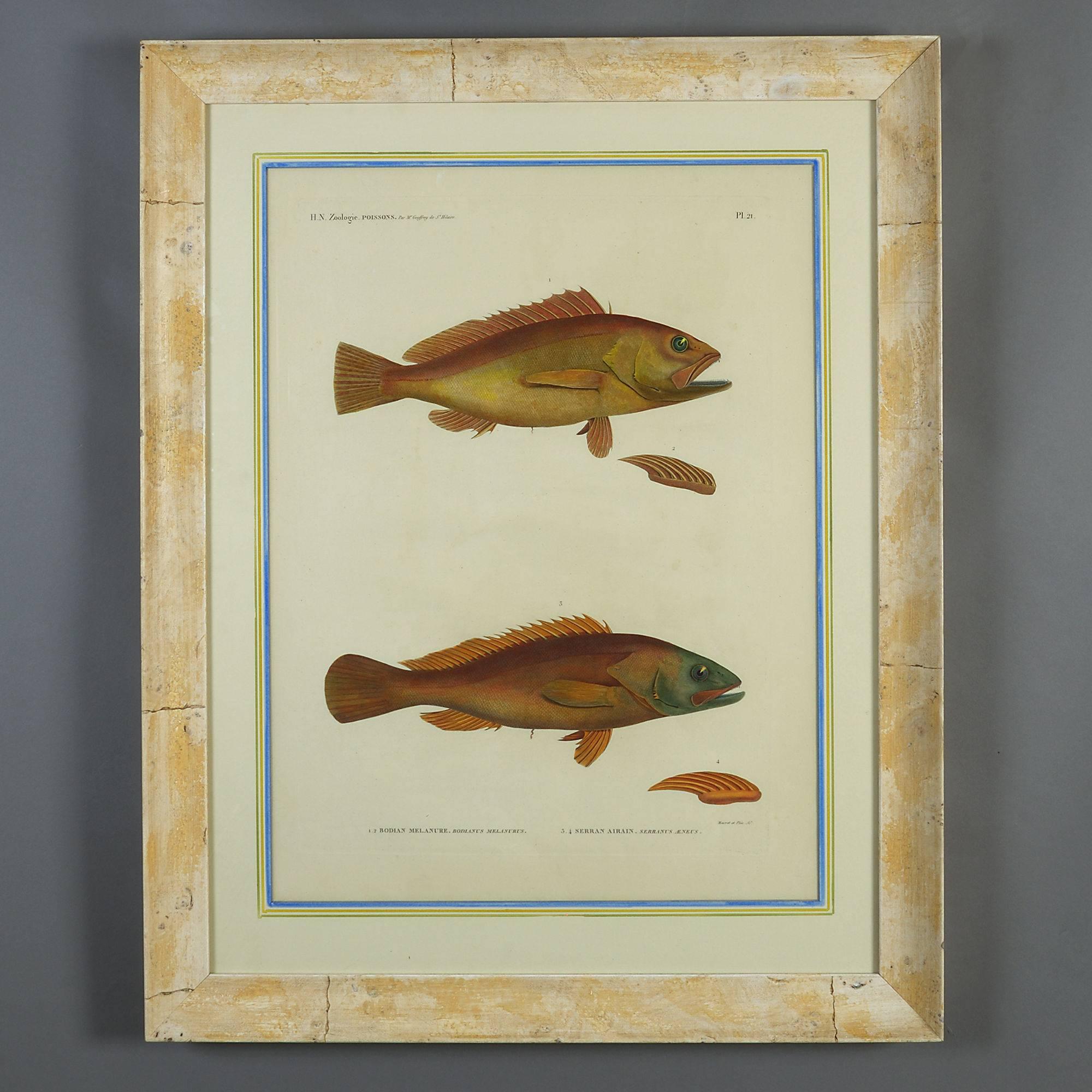 Empire Pair of Hand-Coloured Engravings of Fish from H.N. Zoologie Poissons