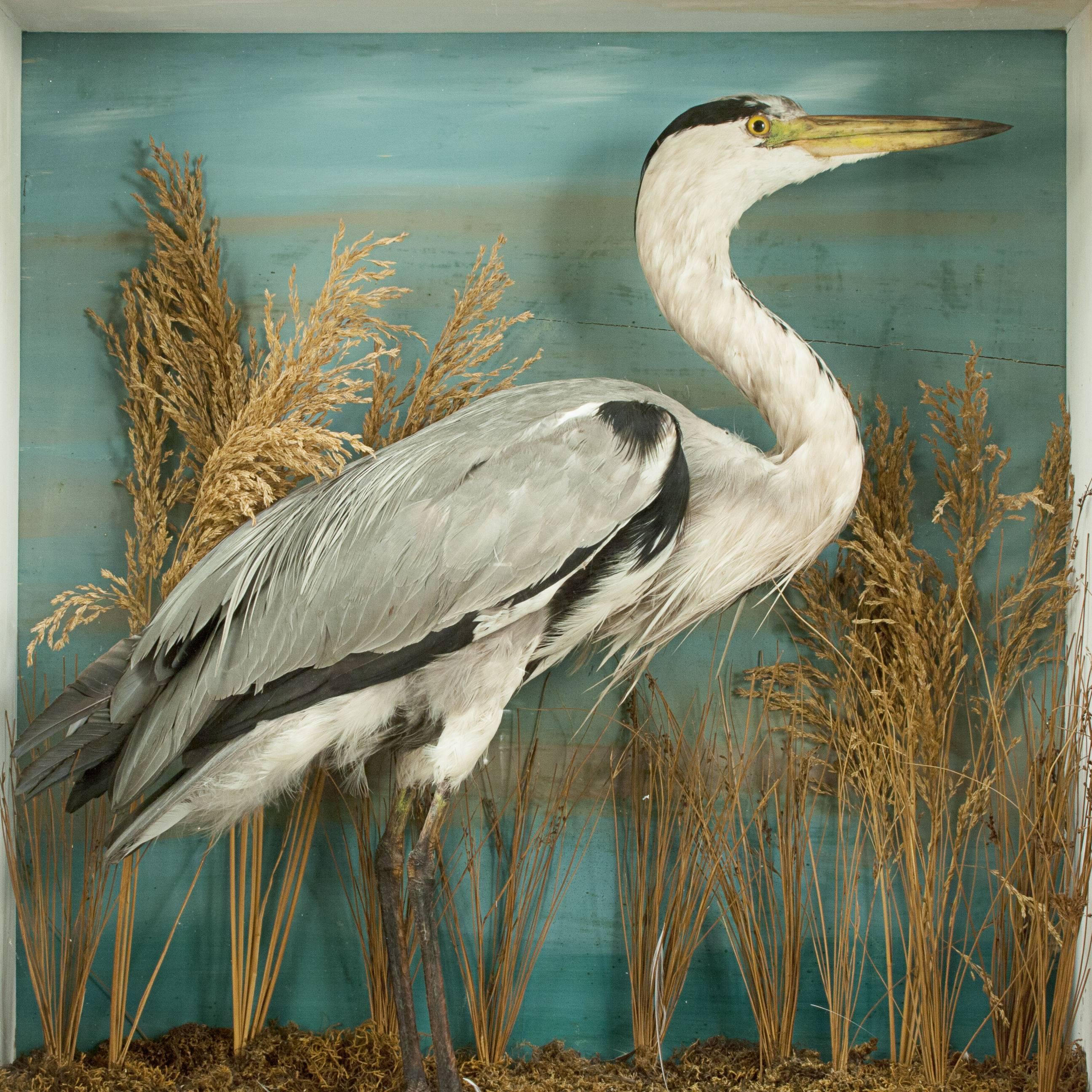 Vintage Taxidermy, Grey Heron by A.C. Foot. 

A well prepared early 20th century cased Heron. The Heron mounted in a naturalistic setting, modelled amongst fine groundwork all against a painted backdrop. The bird is displayed in original black