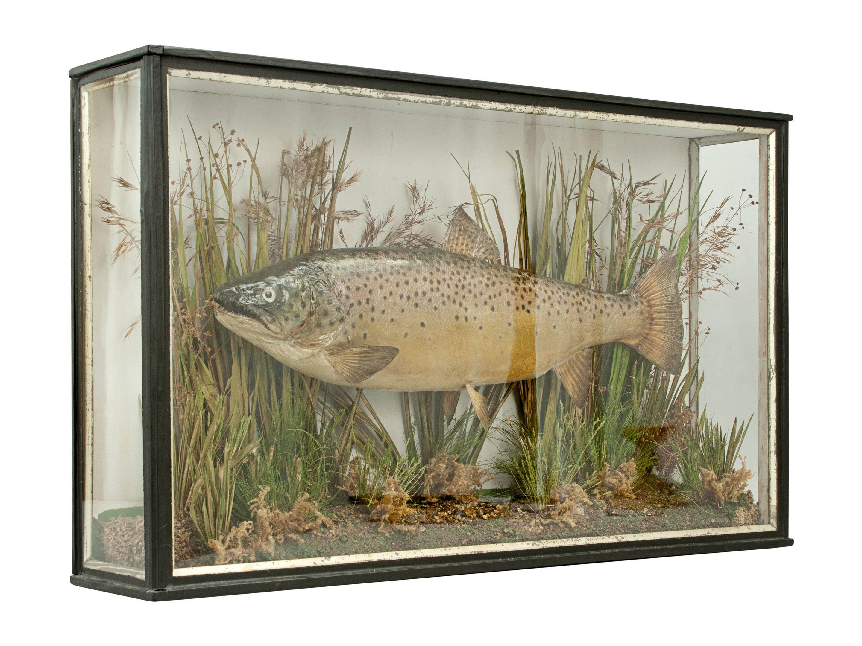 Taxidermy, preserved brown trout.
An early 20th century cased brown trout. The original case has been repainted and has glass to the front and sides and contains a well modelled brown trout set against a pale blue backdrop with a realistic river