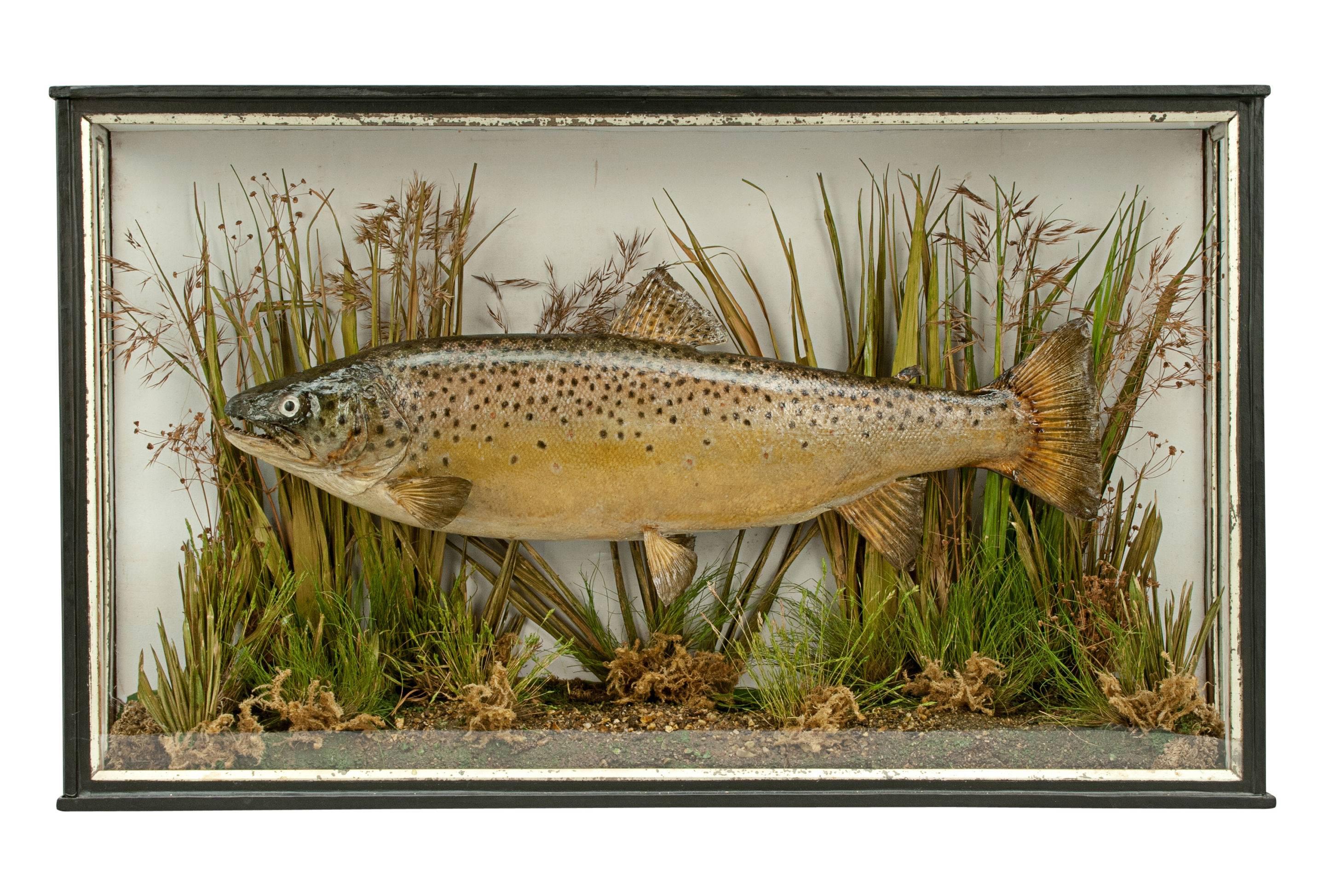 British Taxidermy, Cased Trout
