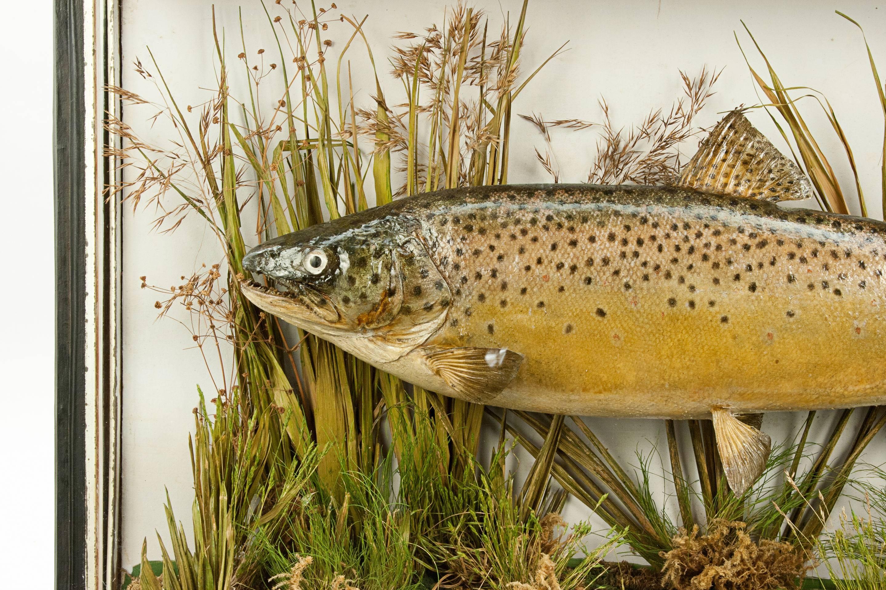 Taxidermy, Cased Trout In Good Condition In Oxfordshire, GB