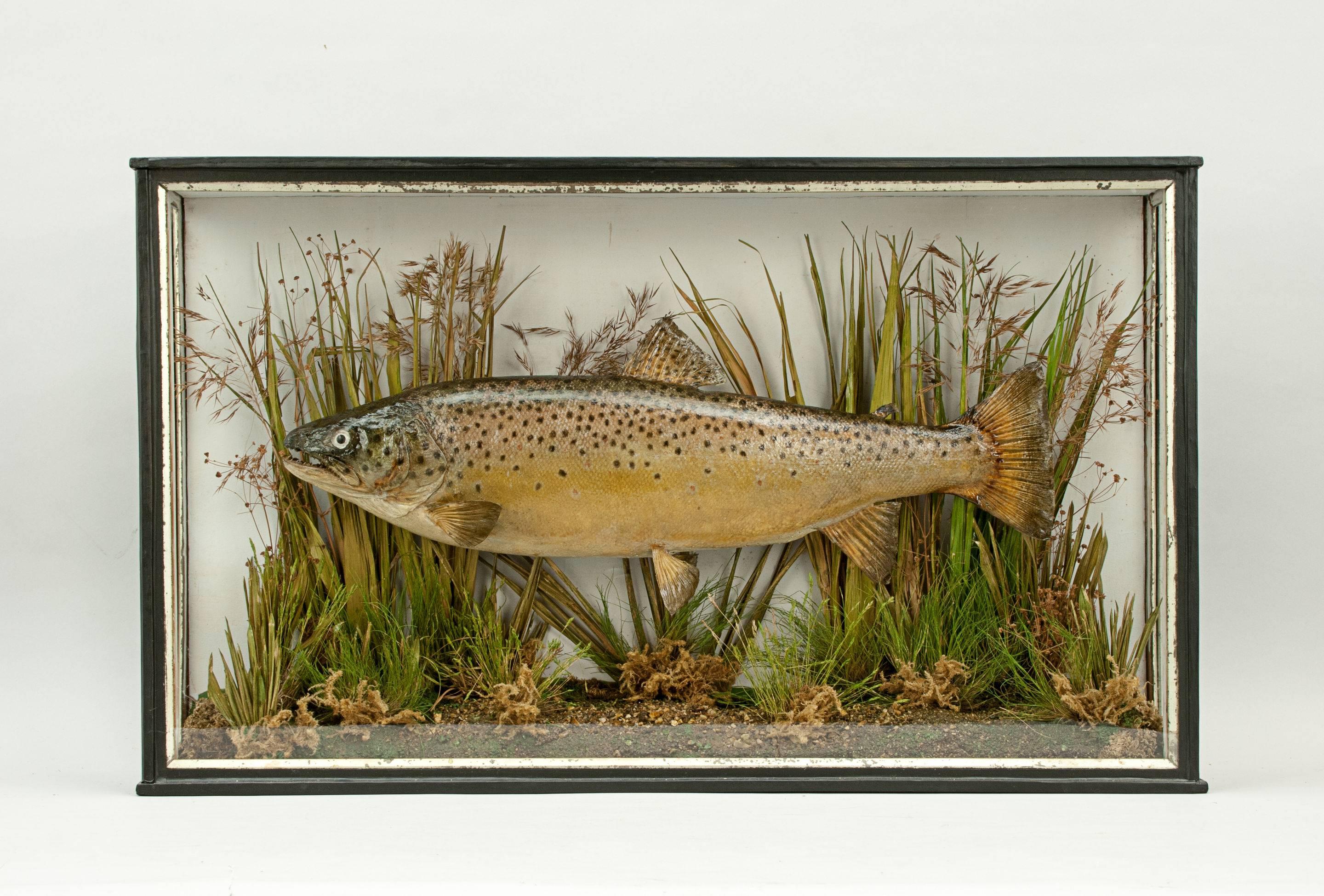 Early 20th Century Taxidermy, Cased Trout
