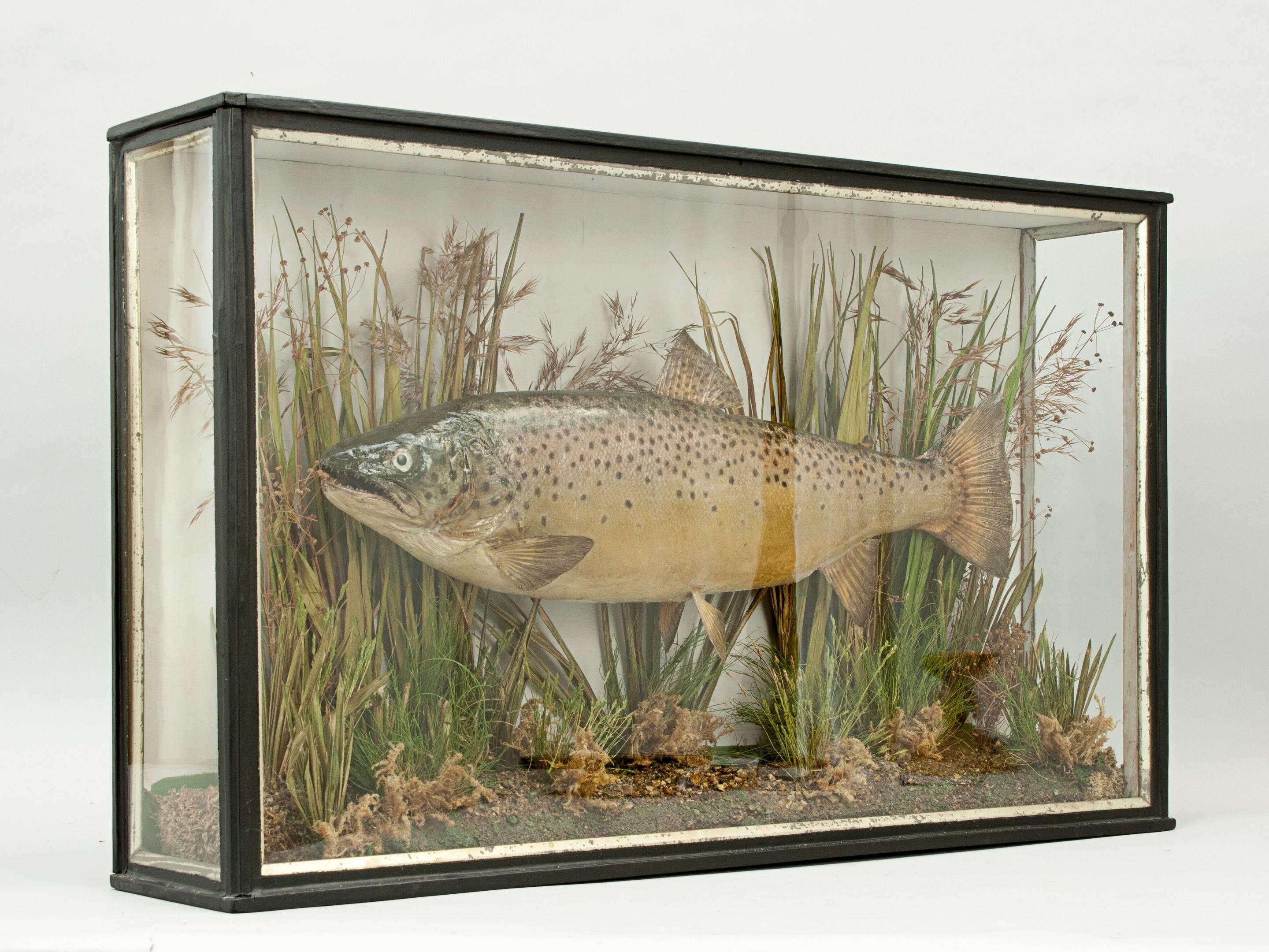 Taxidermy, Cased Trout 2