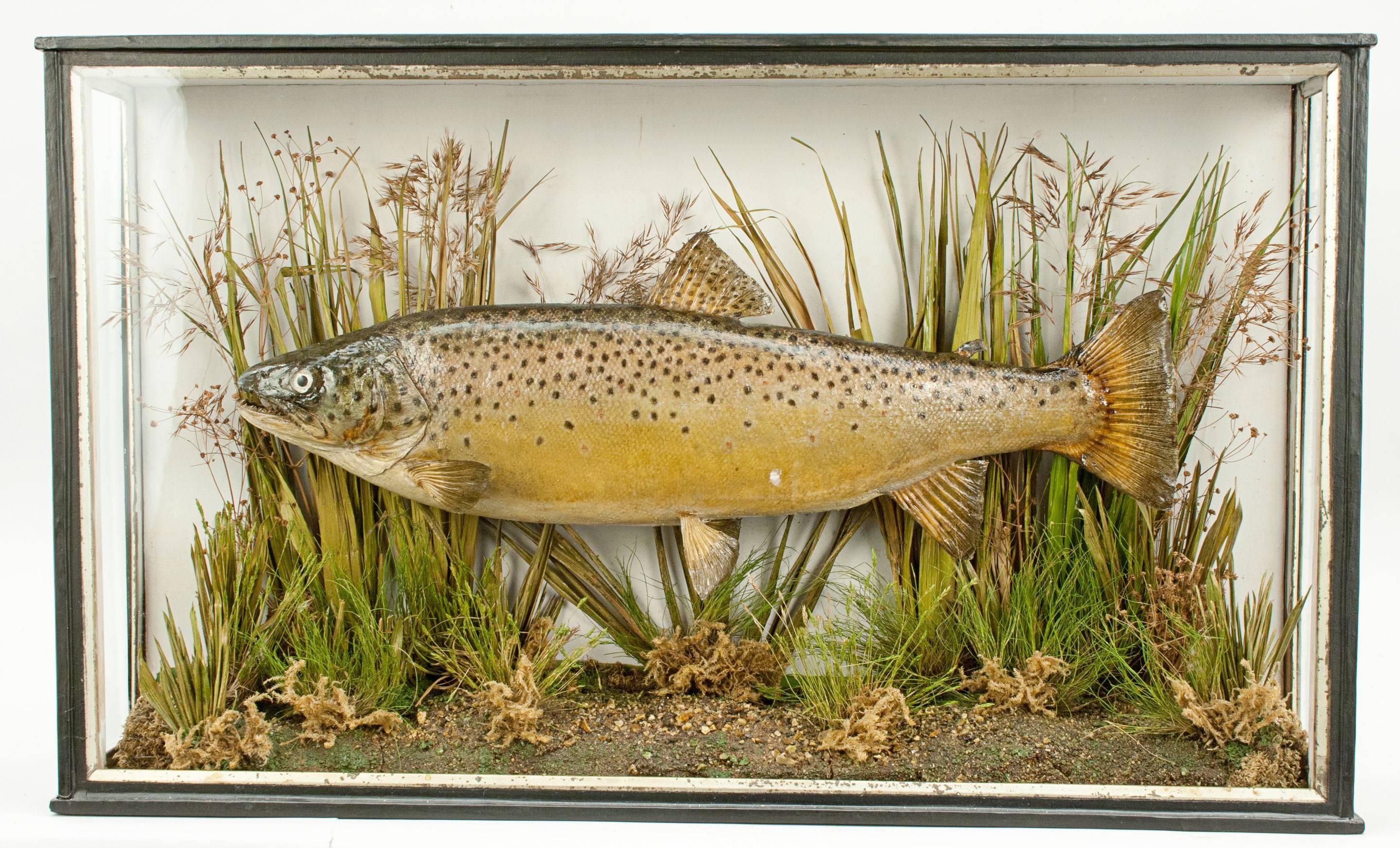 Taxidermy, Cased Trout 3