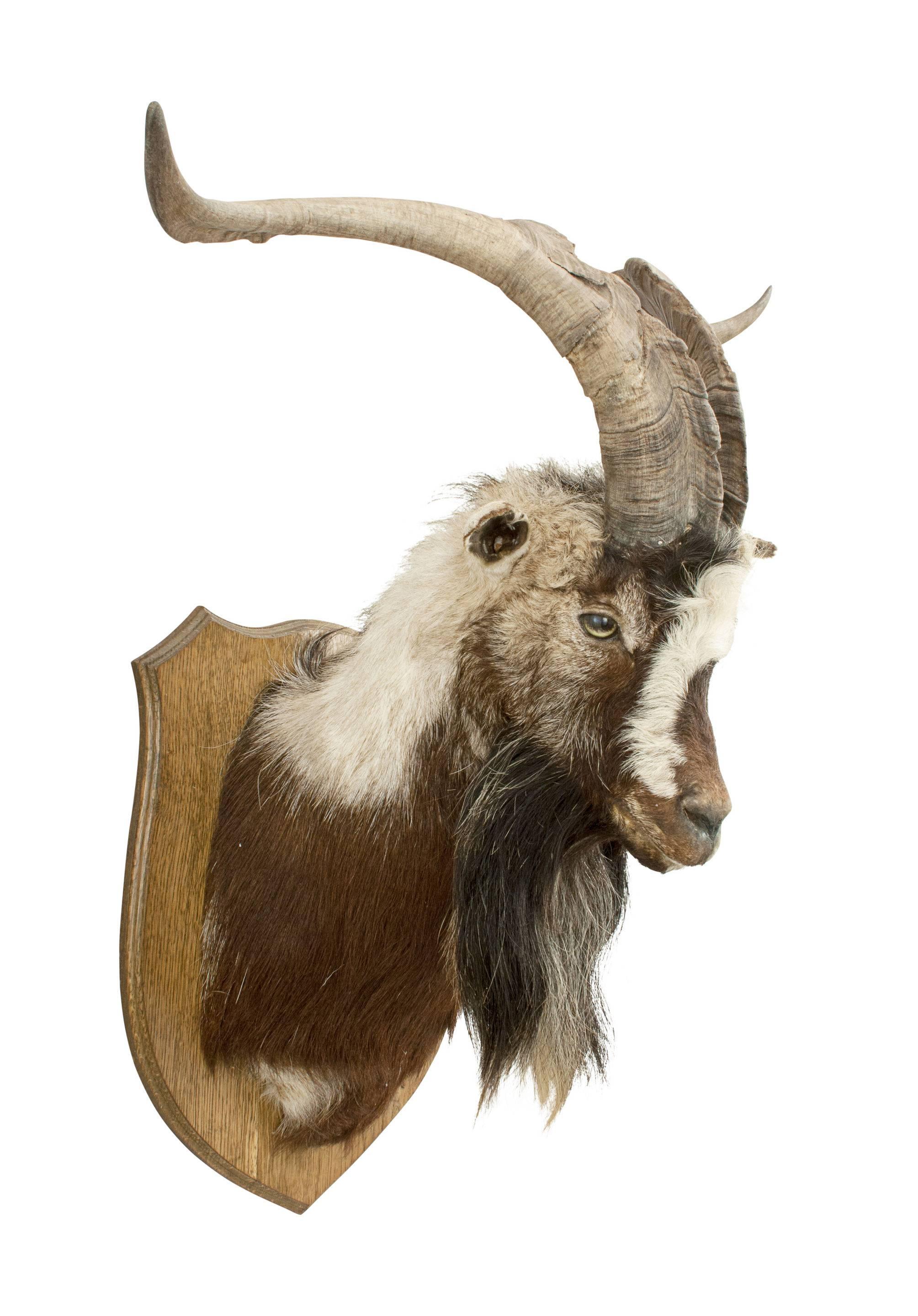 Taxidermy, mountain goat shoulder mount. 
An outstanding prepared Spanish goat on oak board. The goat with good colouring, a wonderful beard and a good set of horns. The pose is looking straight forward out into the room. A good piece of taxidermy