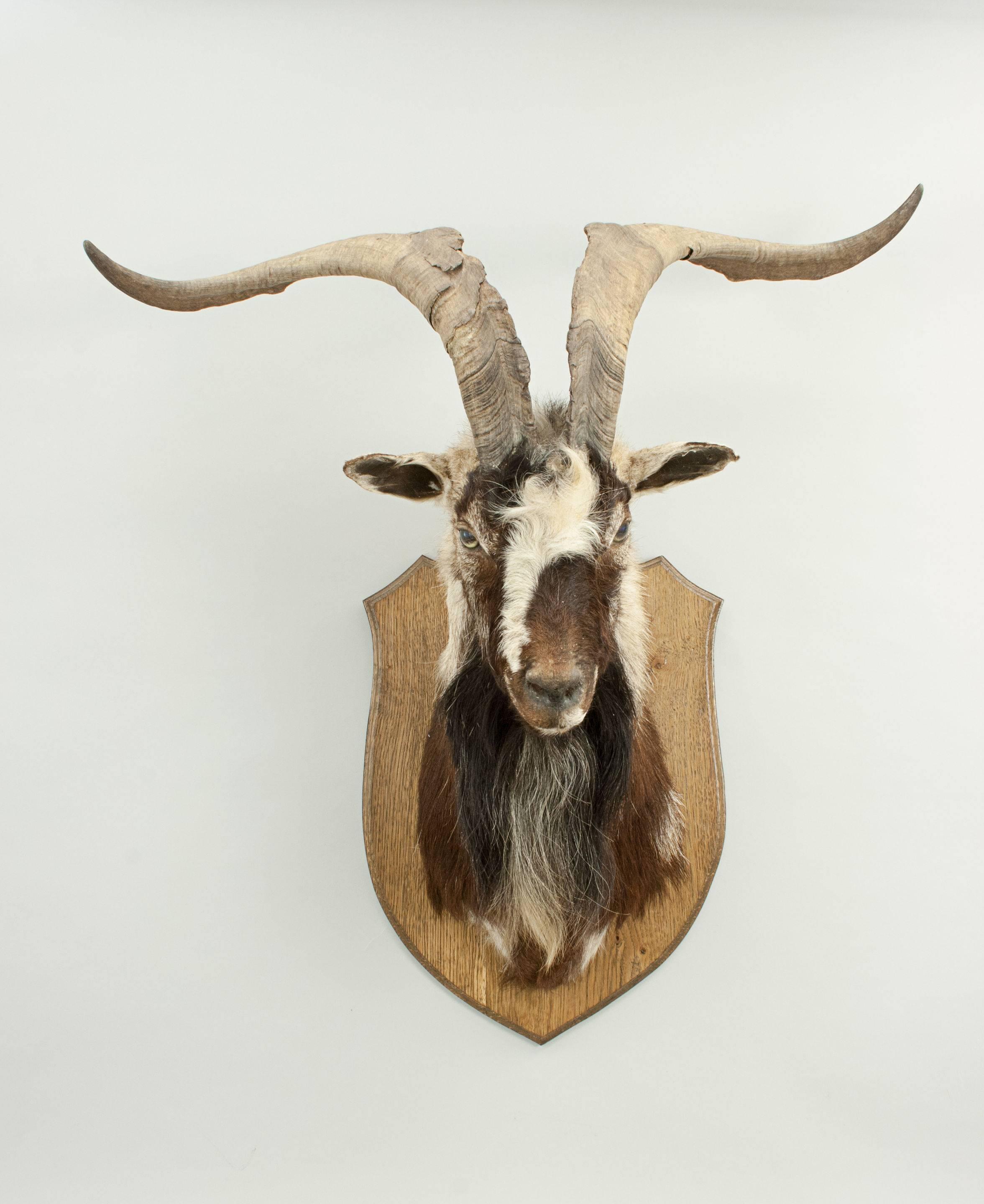 British Mountain Goat Head on Oak Shield