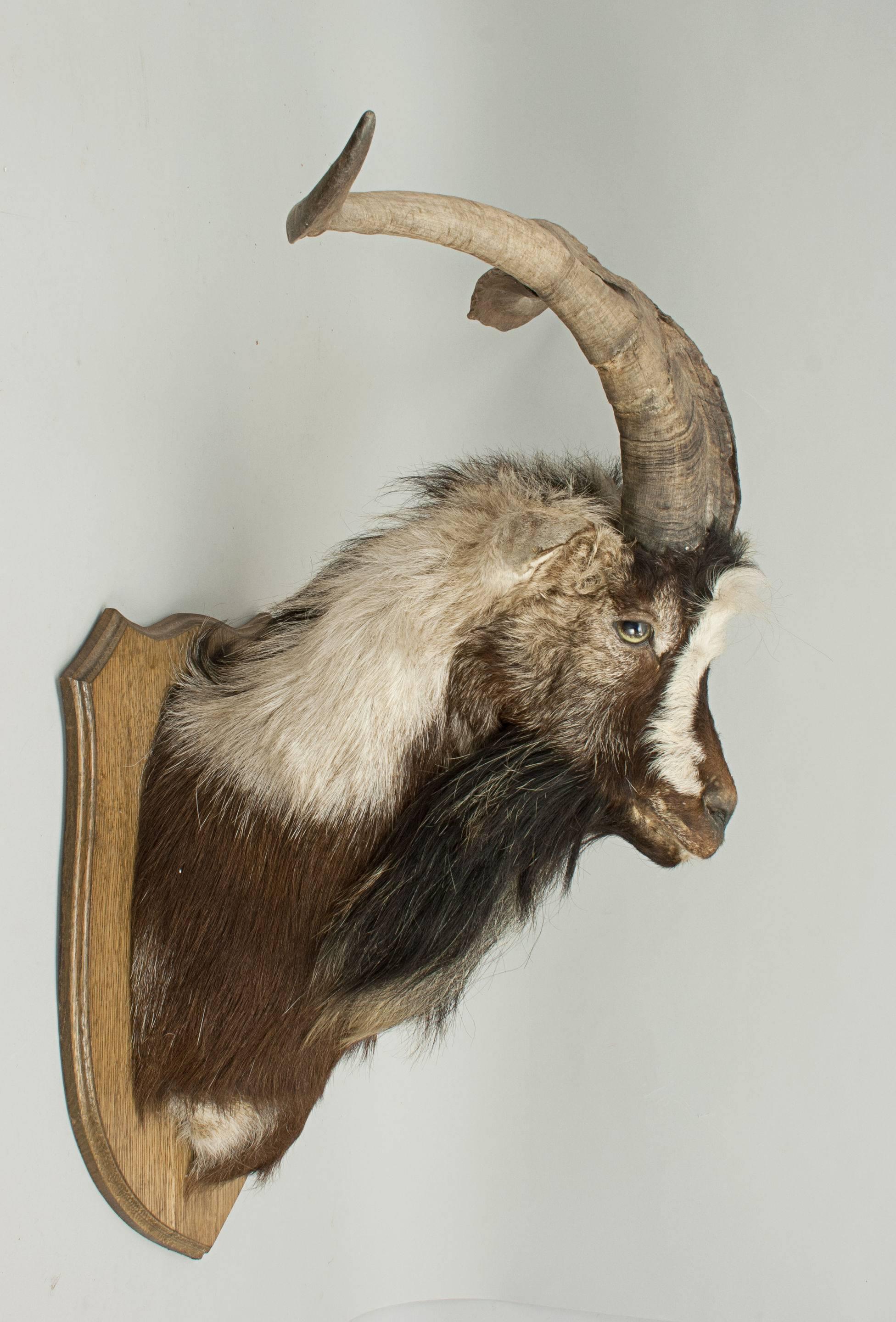 Early 20th Century Mountain Goat Head on Oak Shield