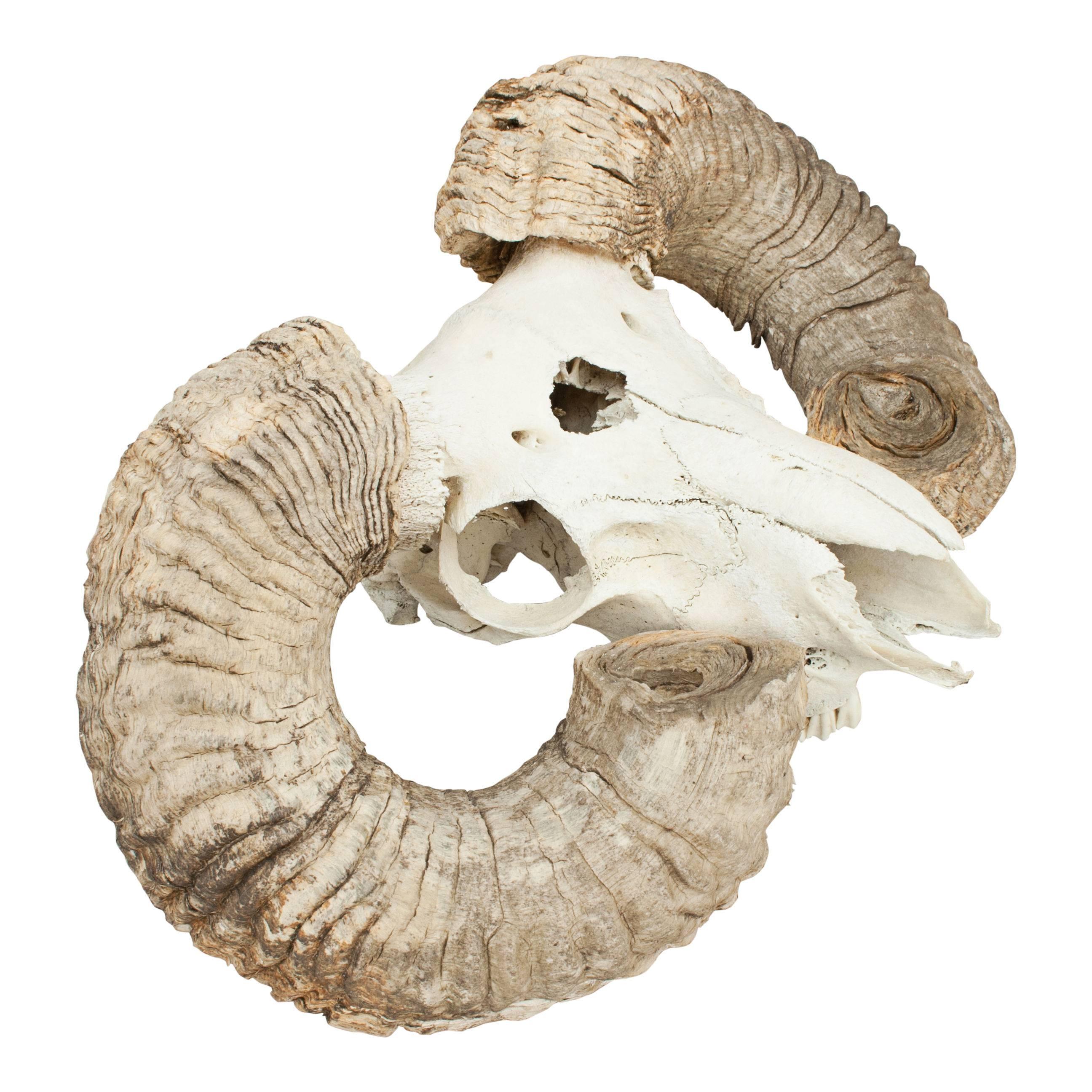 Taxidermy, ram's head skull. 
A prepared skull of a ram. A wonderful piece of taxidermy with the ram's head having the spiralling horns still attached. The horns have been cut at some stag in the animal's life as they were growing to close to the
