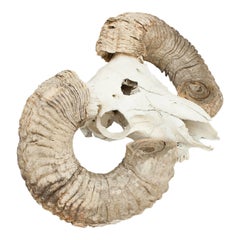 Ram's Head Scull and Horns
