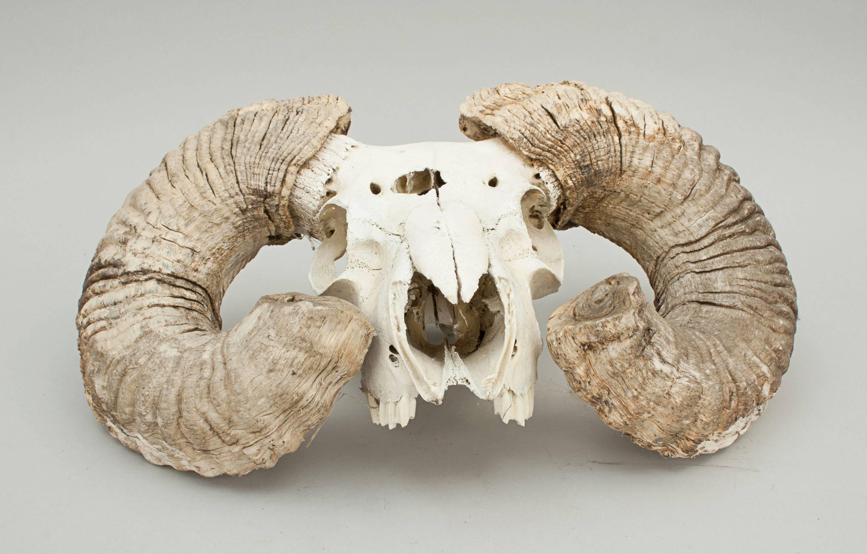 British Ram's Head Scull and Horns
