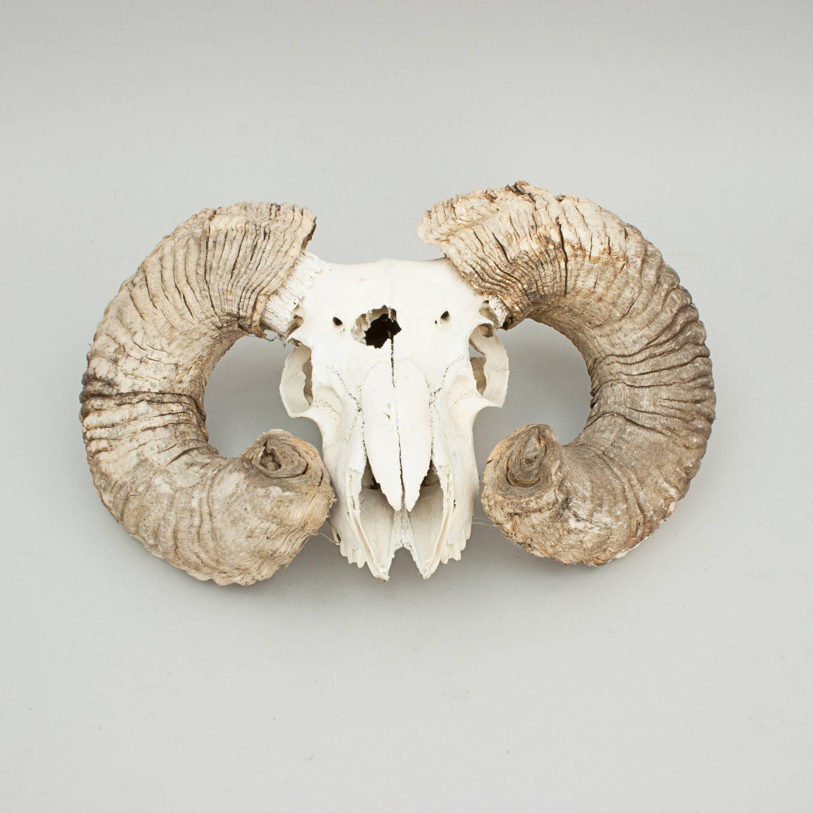 Ram's Head Scull and Horns In Good Condition In Oxfordshire, GB