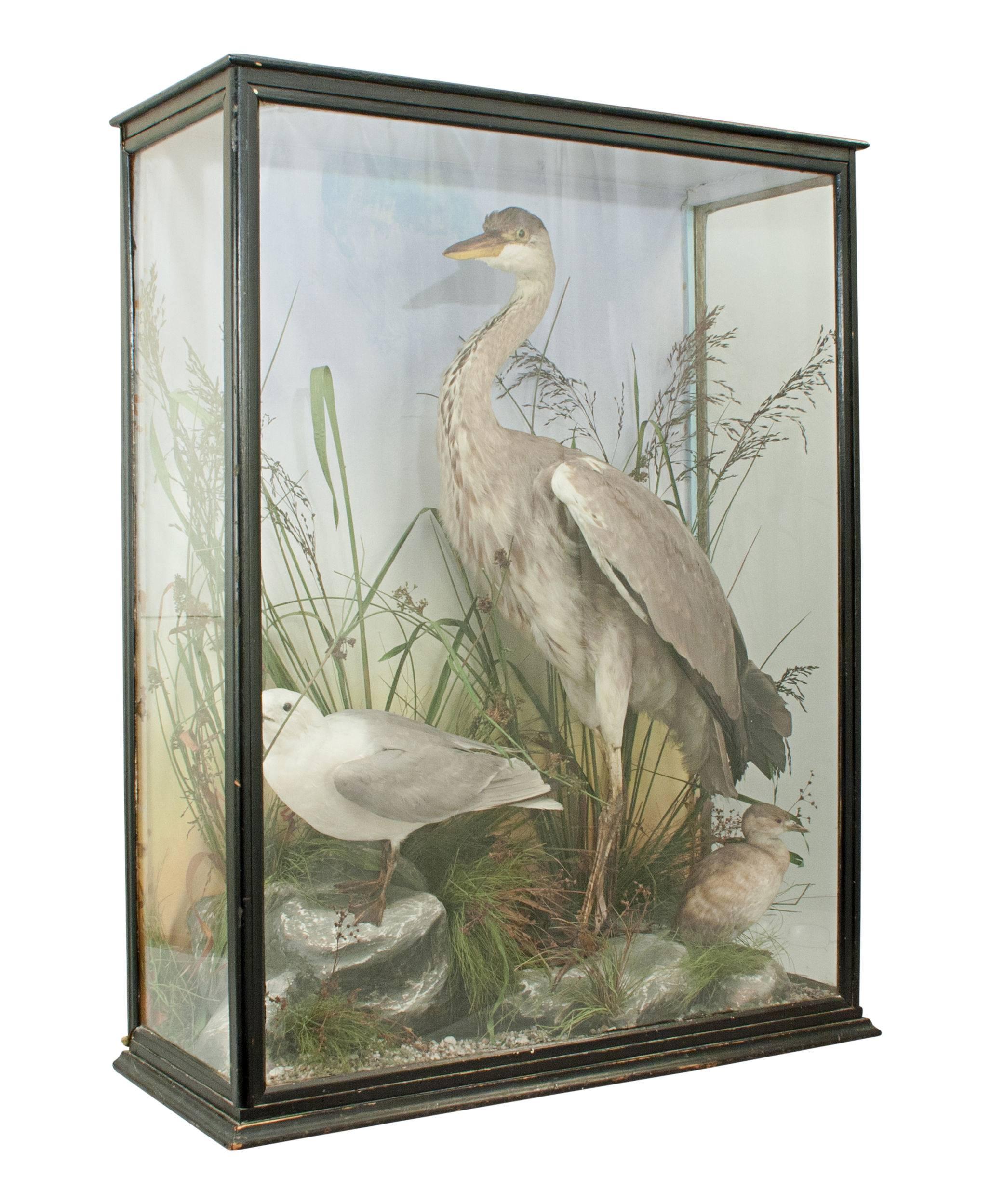 Vintage taxidermy, Heron and Gull.
A well prepared late 19th century set of three birds. The Heron, Gull and one other bird are mounted in a naturalistic setting. The birds are artistically modelled amongst fine groundwork all against a painted