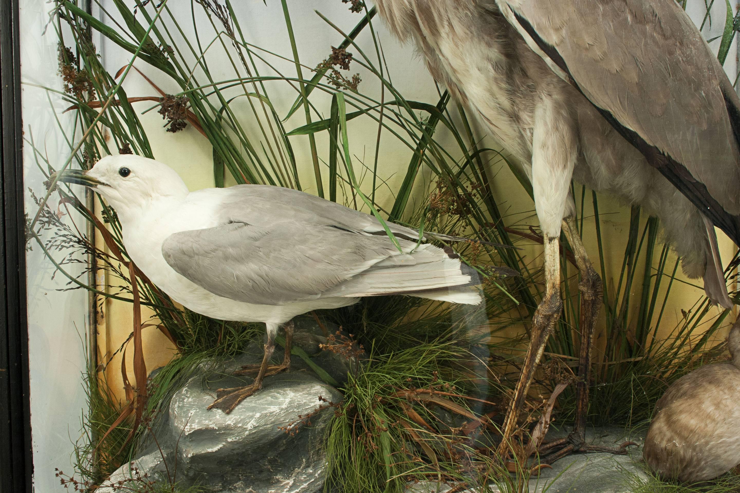 Mid-19th Century Taxidermy Heron and Gull