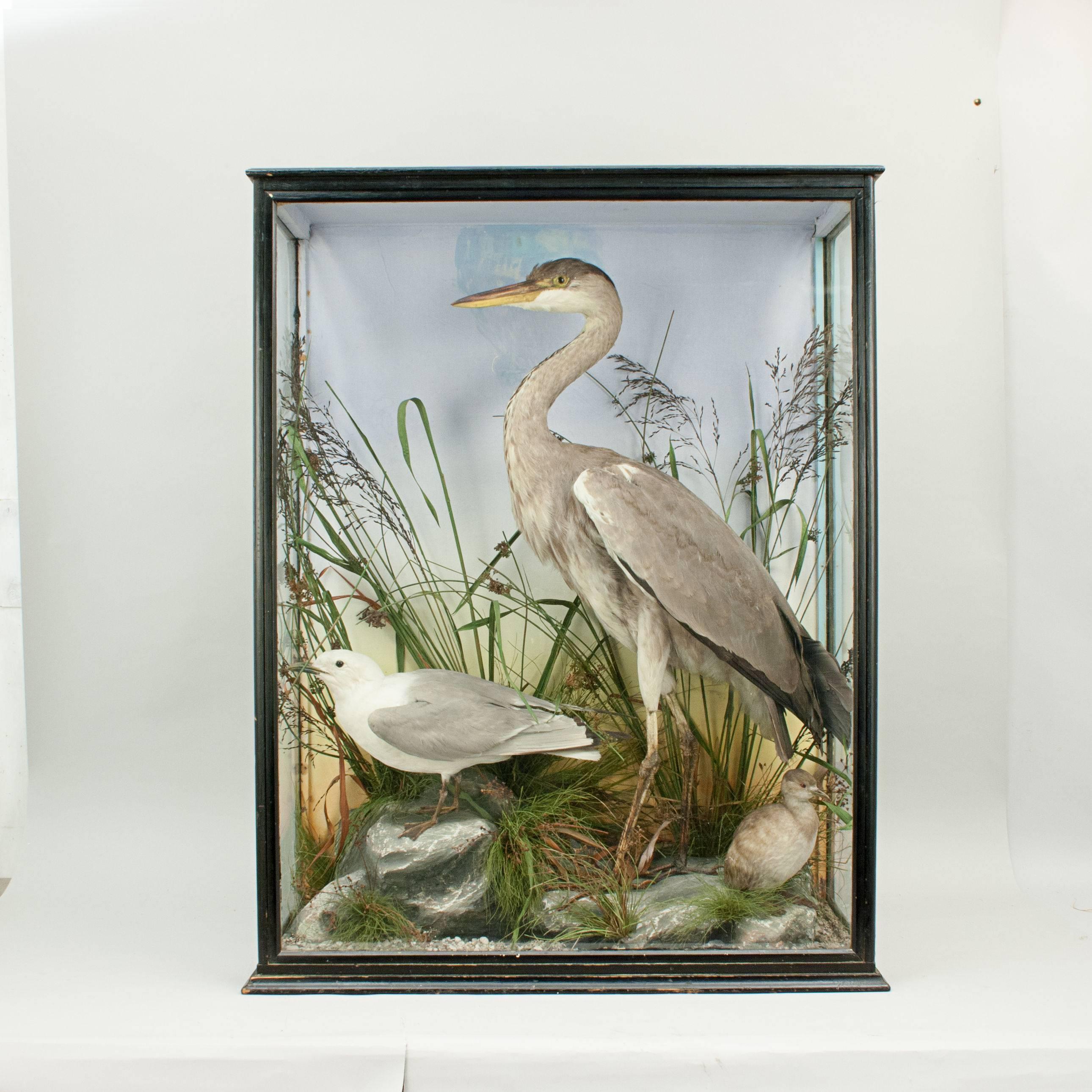 Taxidermy Heron and Gull 2