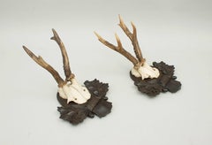 Roebuck Antlers on Black Forrest Carved Shields