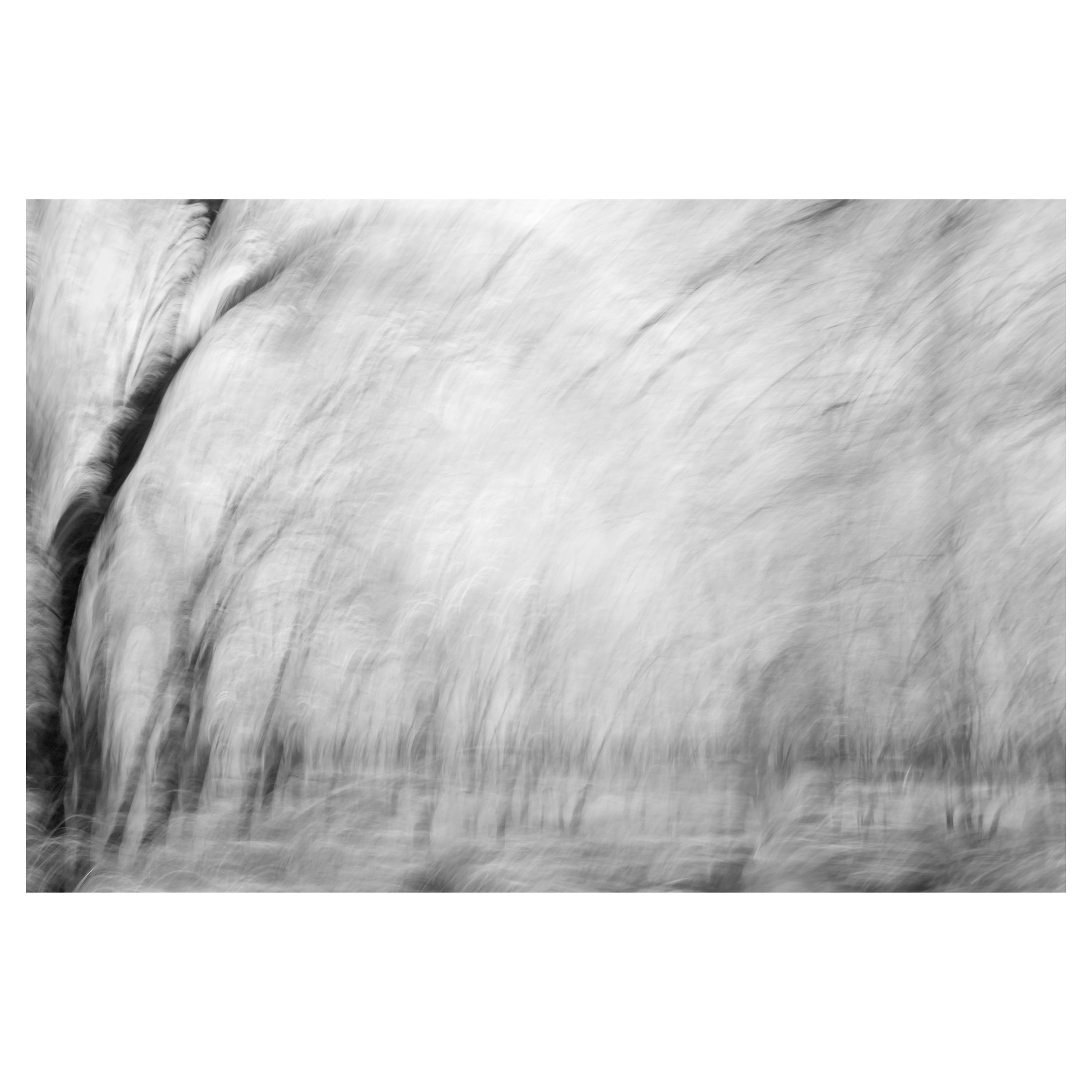 Aditya Dicky Singh Abstract Photograph -  Landscape Photograph Nature Large Abstract Trees Wildlife India Black White