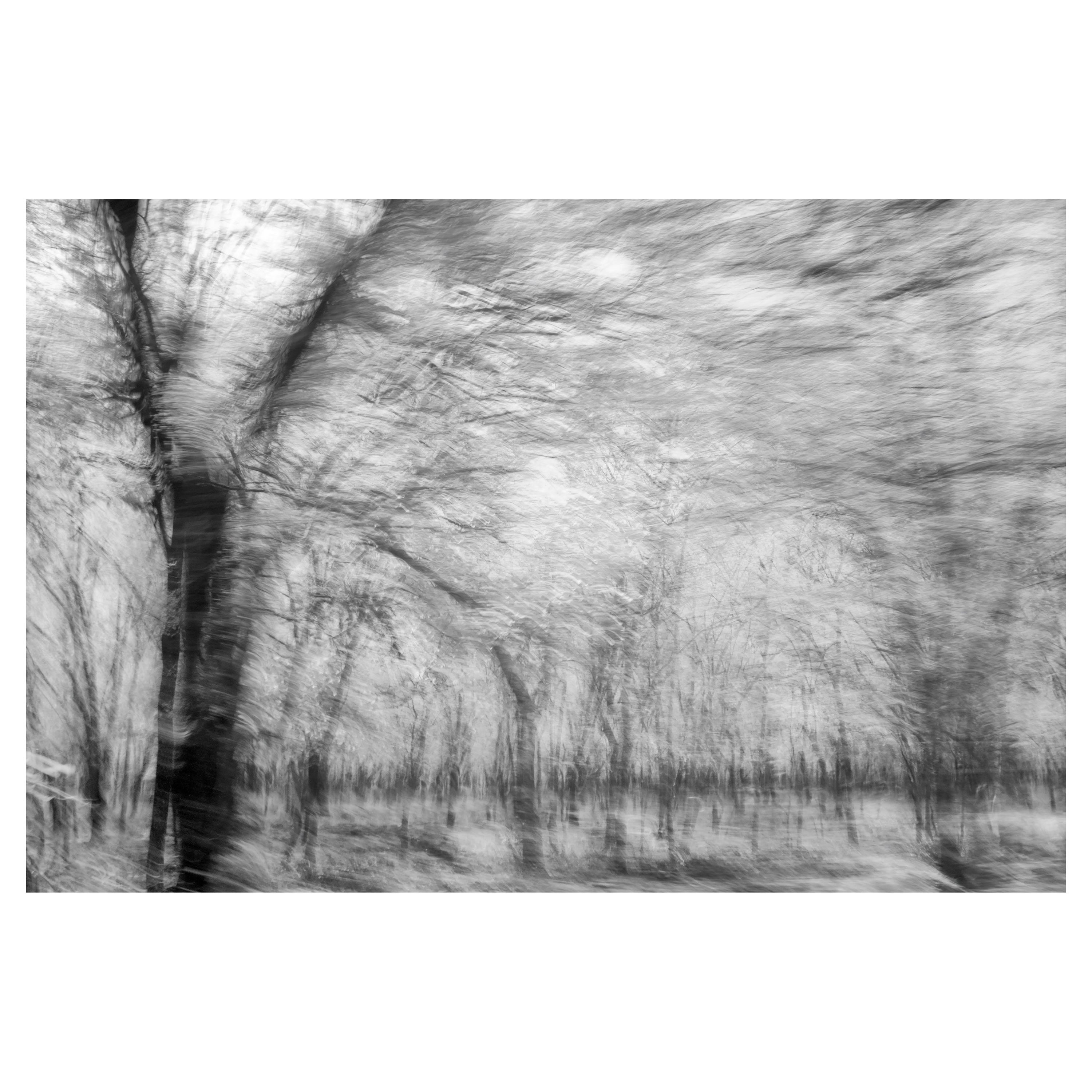 Abstract Photograph Aditya Dicky Singh -  Photographie de paysage Nature Grande abstraction Arbres Vie sauvage Inde Noir Blanc