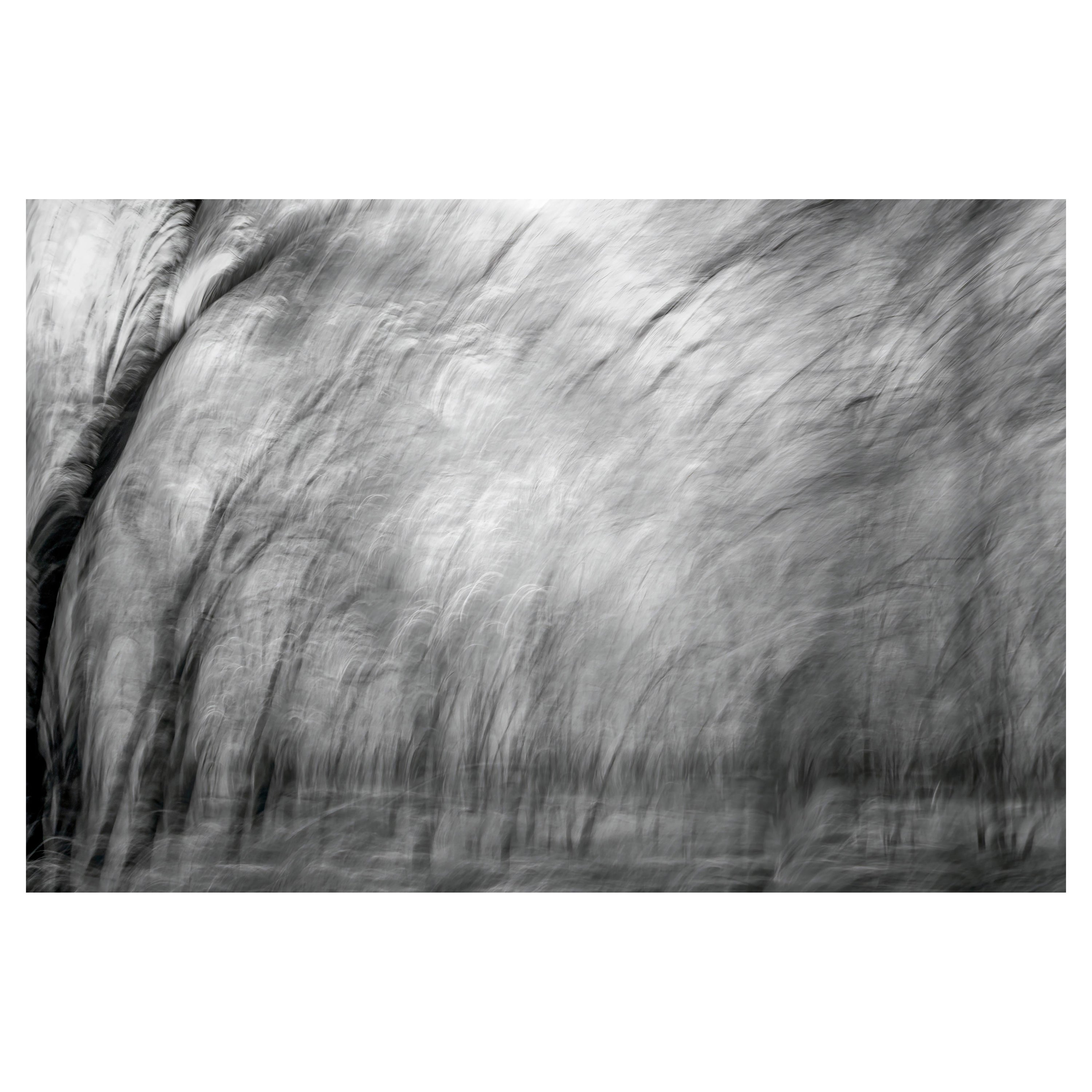 Aditya Dicky Singh Black and White Photograph - Landscape Photograph  Nature Large Abstract Trees Wildlife India Black White 