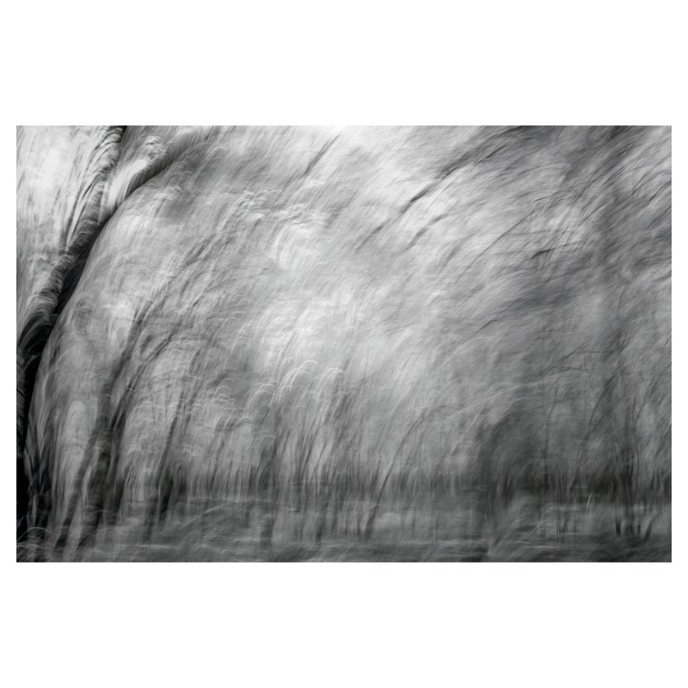 Aditya Dicky Singh Landscape Photograph Nature Large Abstract Trees Wildlife India Black White