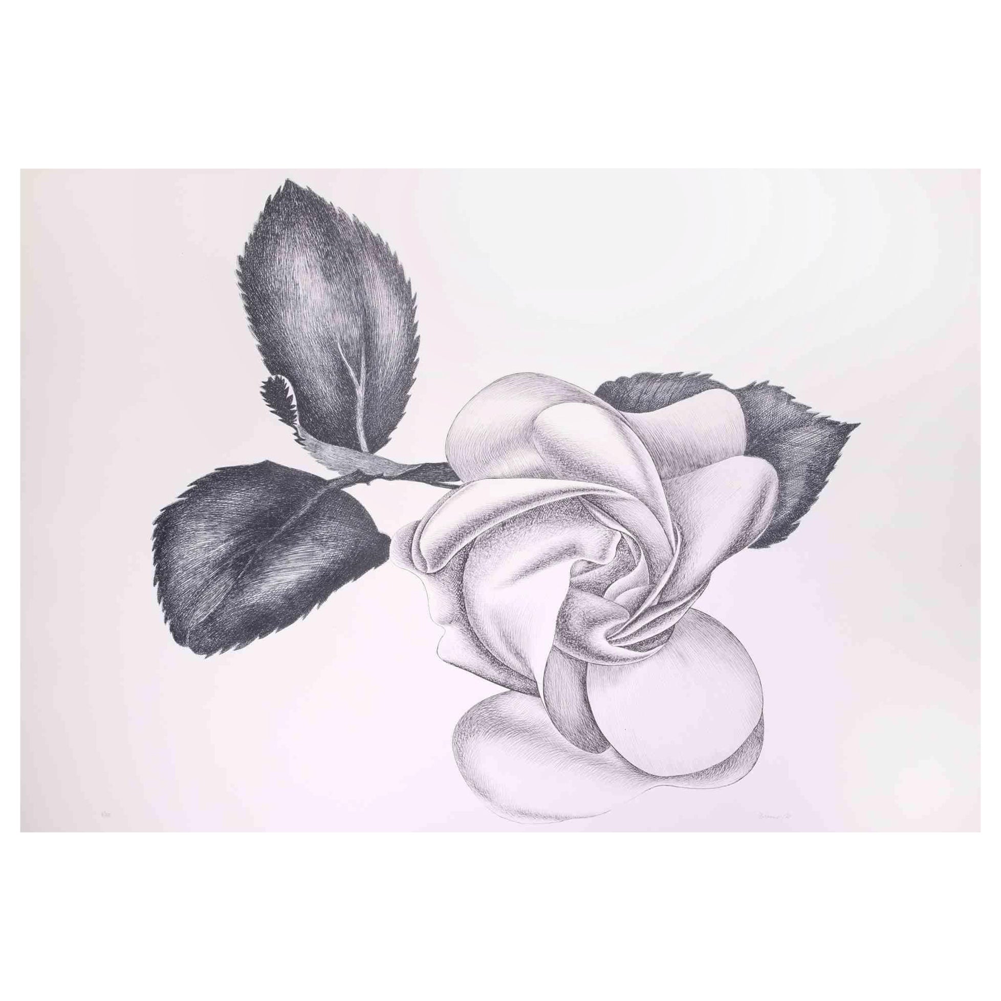 Black Rose is an original modern artowork realized by the Italian artist Giacomo Porzano (1925-2006) in 1972

Black and white etching.

Hand-signed and dated on the lower right. Edition 3/50.

Giacomo Porzano was born in Lerici on November 21, 1925