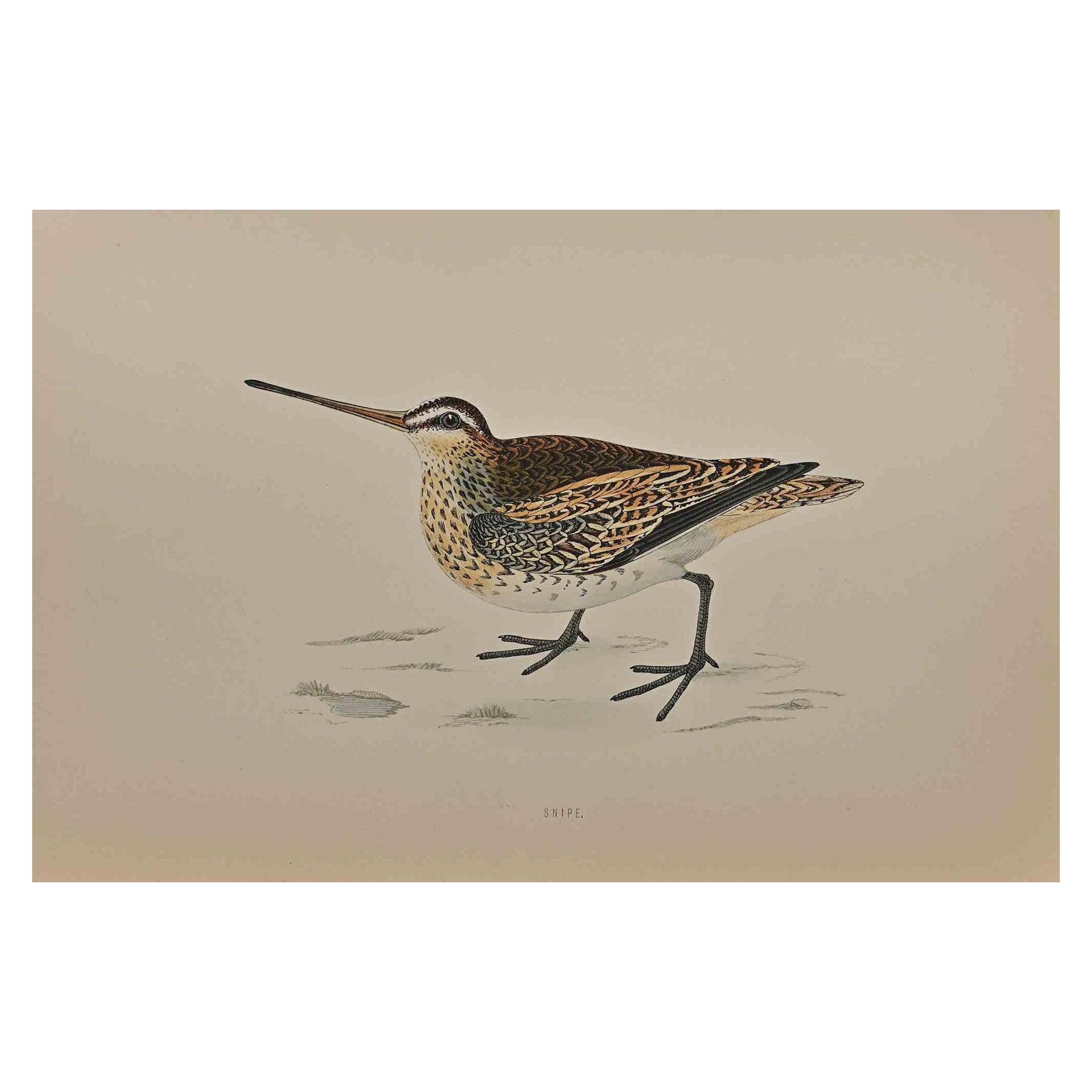 Alexander Francis Lydon  Figurative Print -  Snipe - Mixed Colored Woodcut Print - 1870