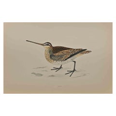 Antique  Snipe - Mixed Colored Woodcut Print - 1870