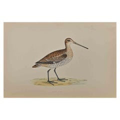 Antique Great Snipe - Mixed Colored Woodcut Print - 1870