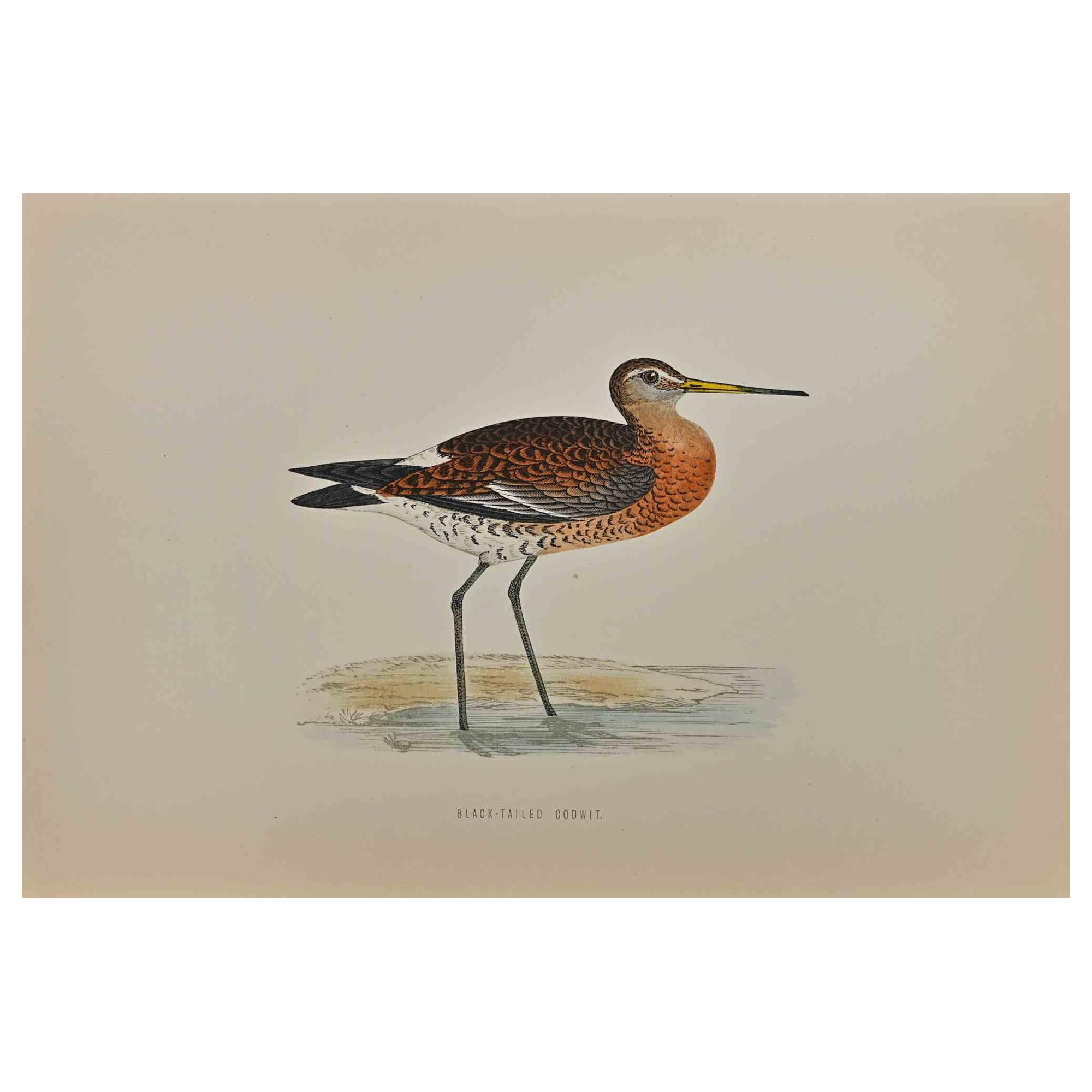 Black-Tailed Godwit - Mixed Colored Woodcut Print - 1870