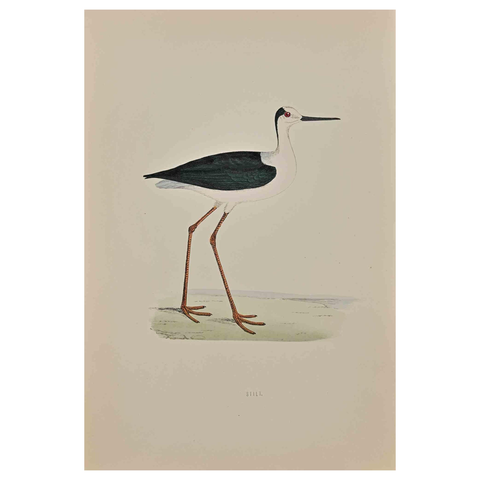 Alexander Francis Lydon  Animal Print - Ibis - Mixed Colored Woodcut Print - 1870