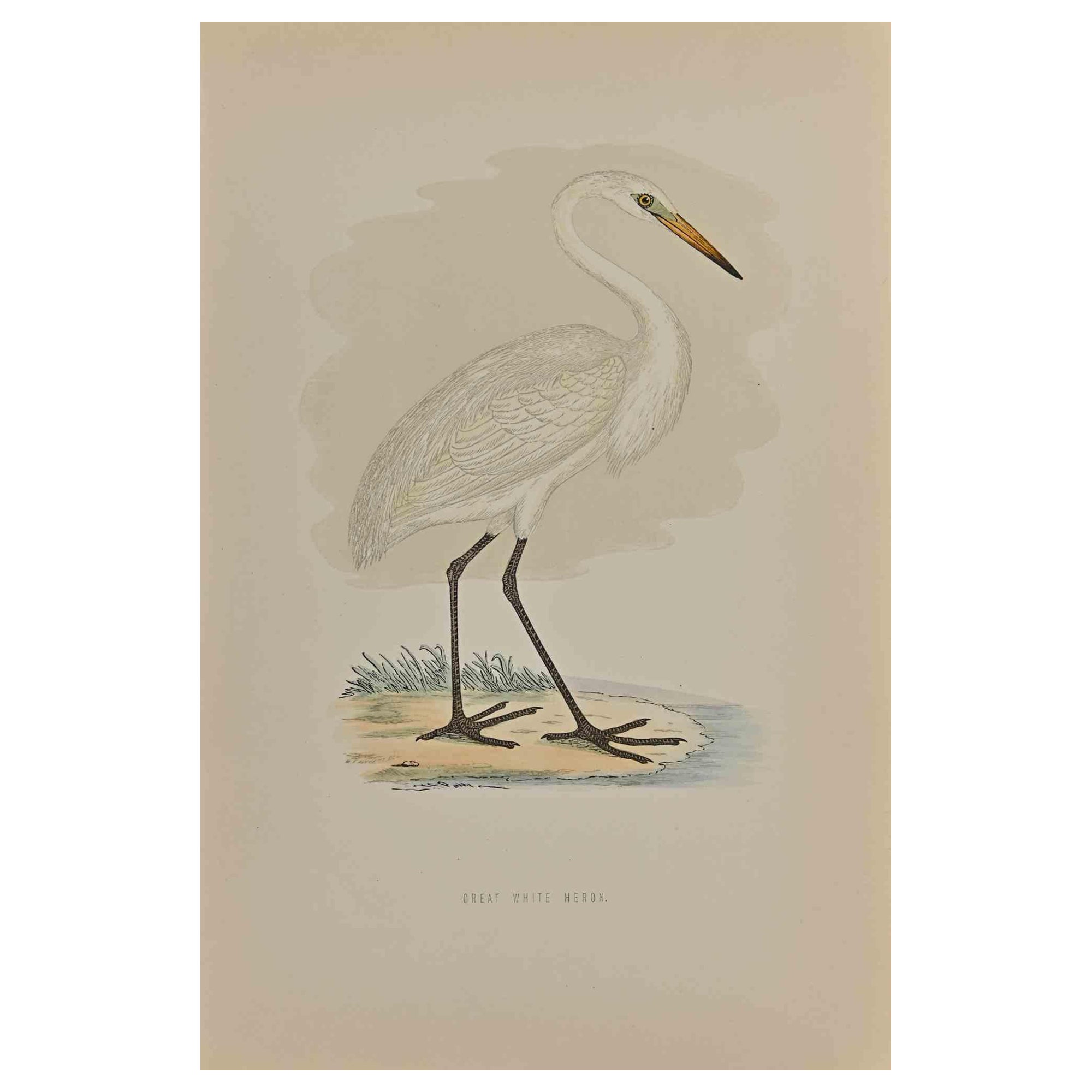 Alexander Francis Lydon  Animal Print - Great White Heron - Original Woodcut Print - 1870