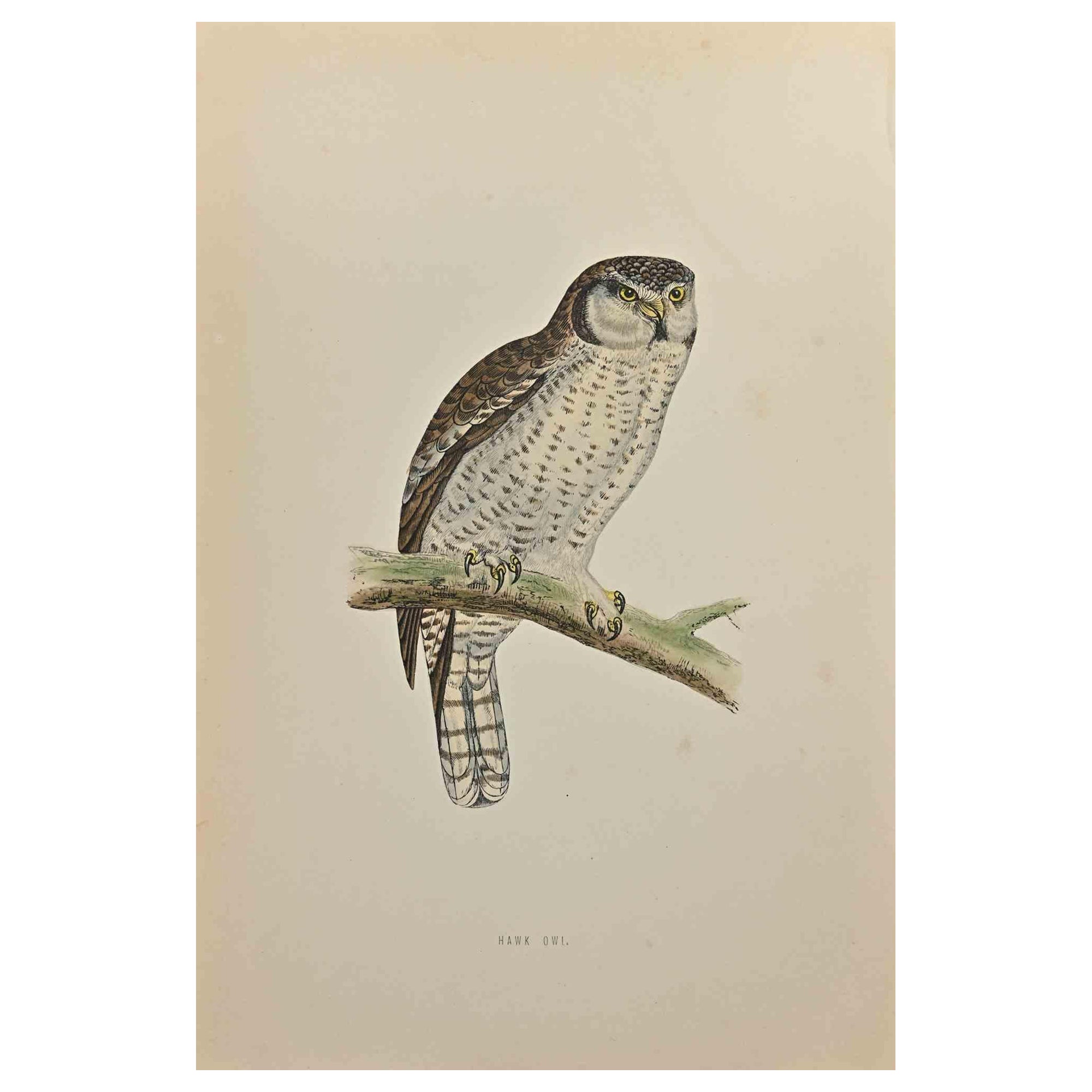  Hawk Owl is a modern artwork realized in 1870 by the British artist Alexander Francis Lydon (1836-1917) . 

Woodcut print, hand colored, published by London, Bell & Sons, 1870.  Name of the bird printed in plate. This work is part of a print suite