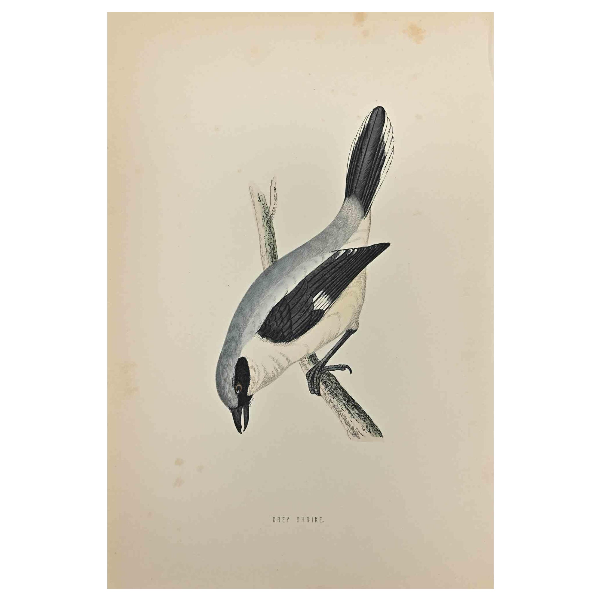 Grey Shrike is a modern artwork realized in 1870 by the British artist Alexander Francis Lydon (1836-1917) . 

Woodcut print, hand colored, published by London, Bell & Sons, 1870.  Name of the bird printed in plate. This work is part of a print