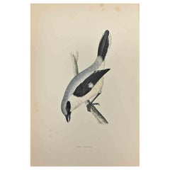 Antique Grey Shrike - Woodcut Print by Alexander Francis Lydon  - 1870